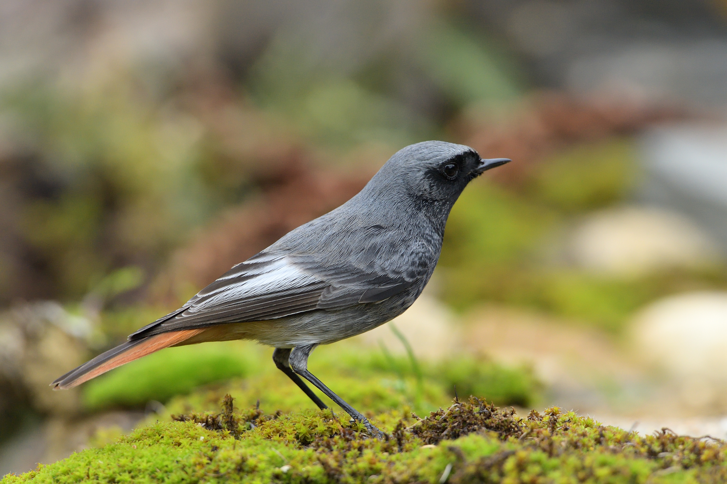black redstart