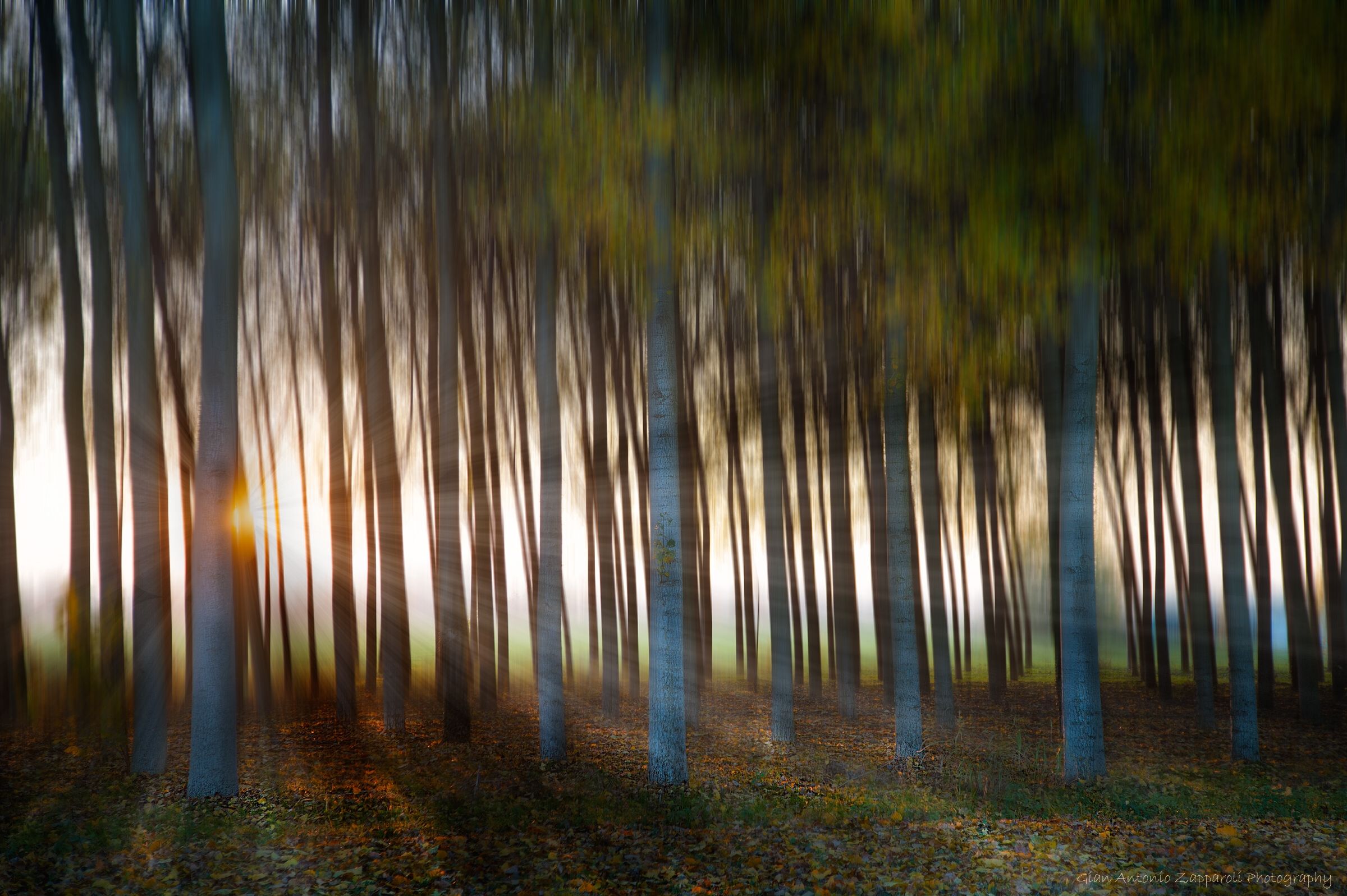 Light in the poplar grove