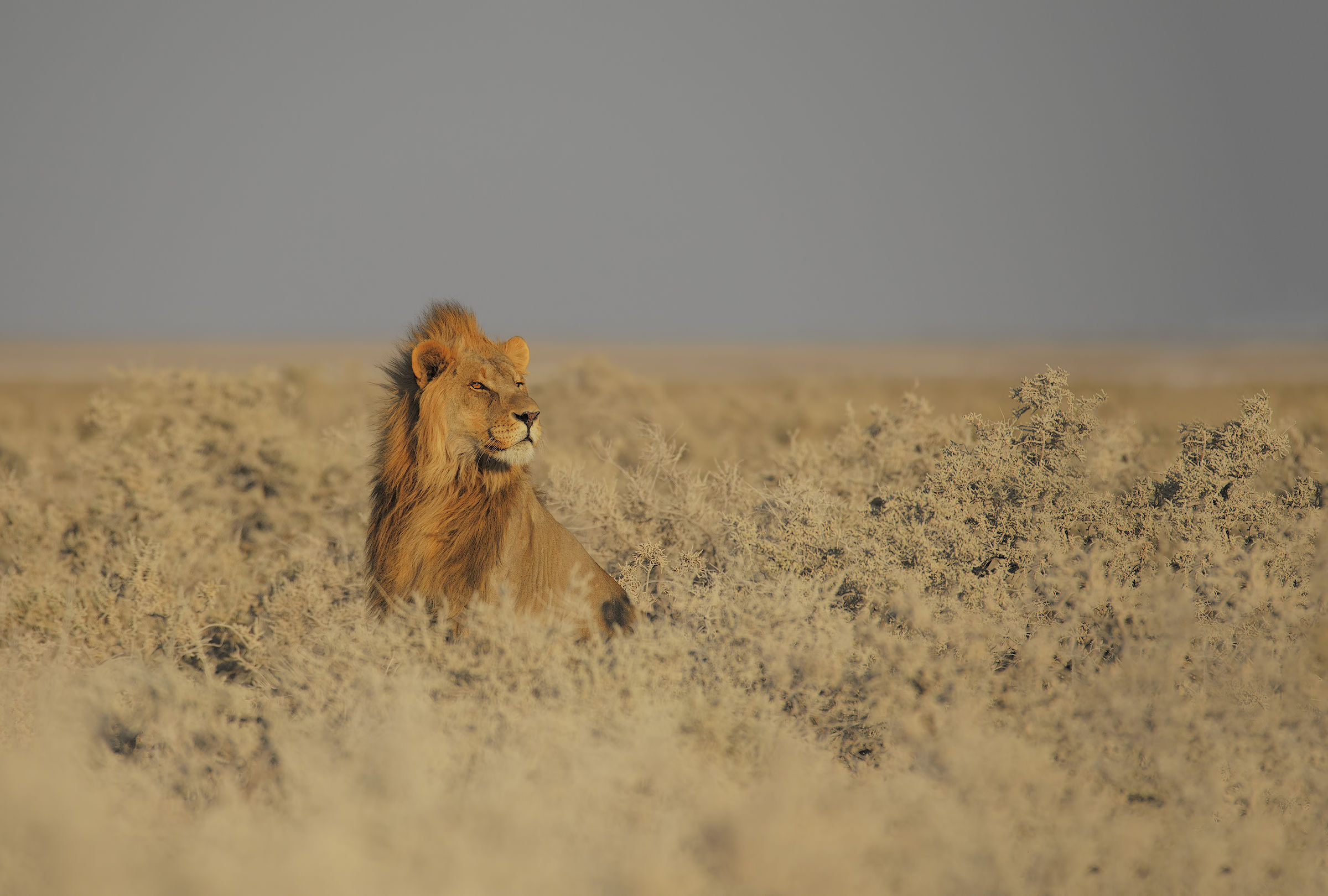Il Re sul trono di Etosha