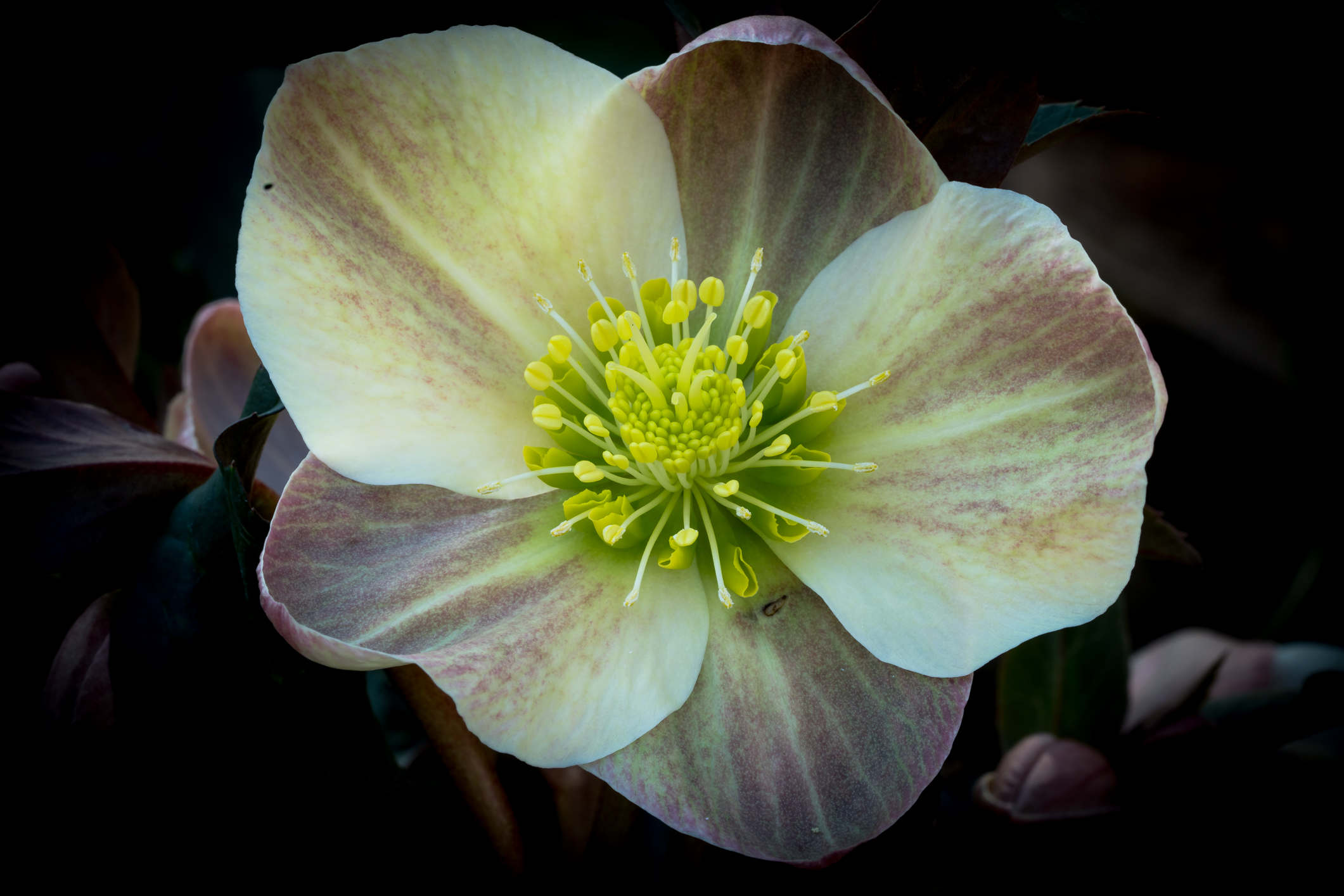 Helleborus