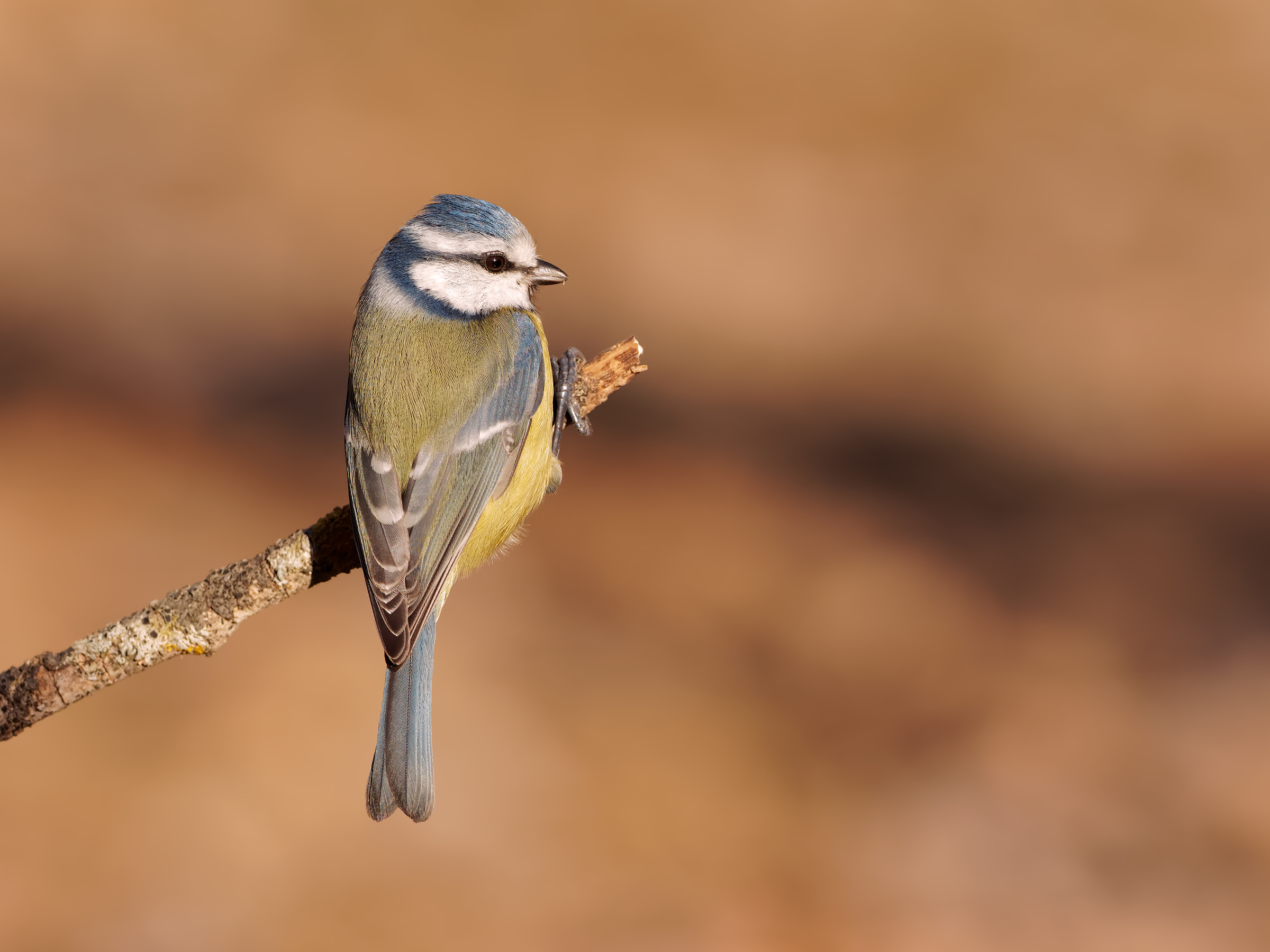 Once tit ... hanging!