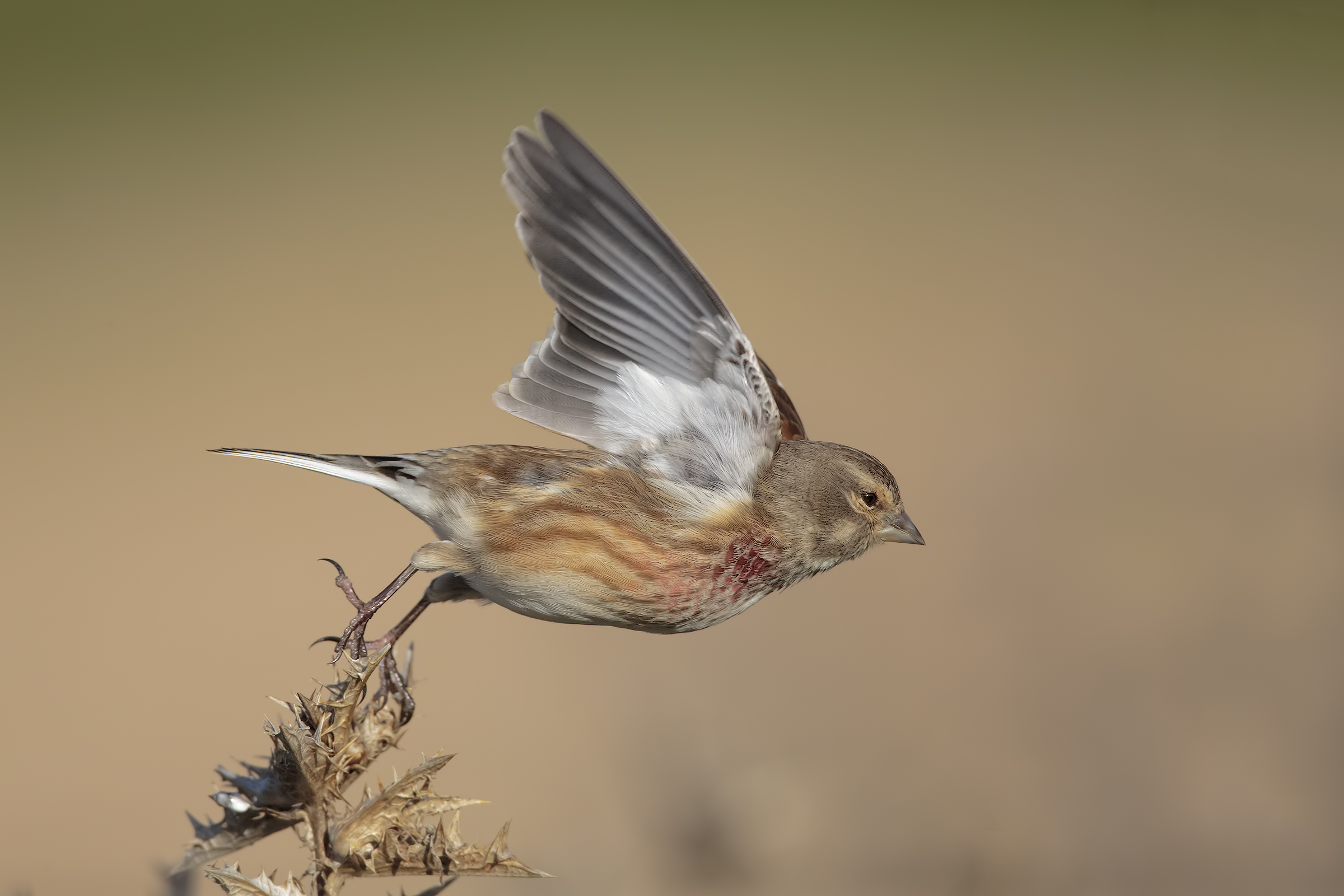 Linnet