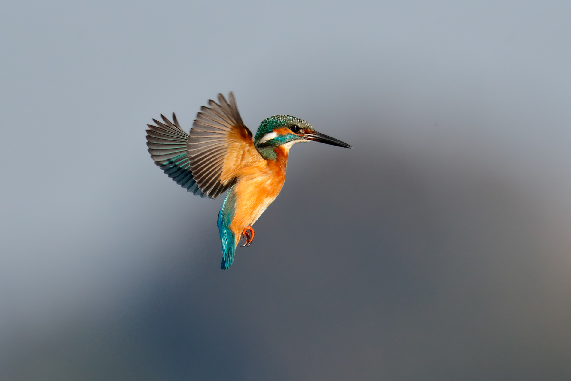 Martin pescatore - Spirito Santo