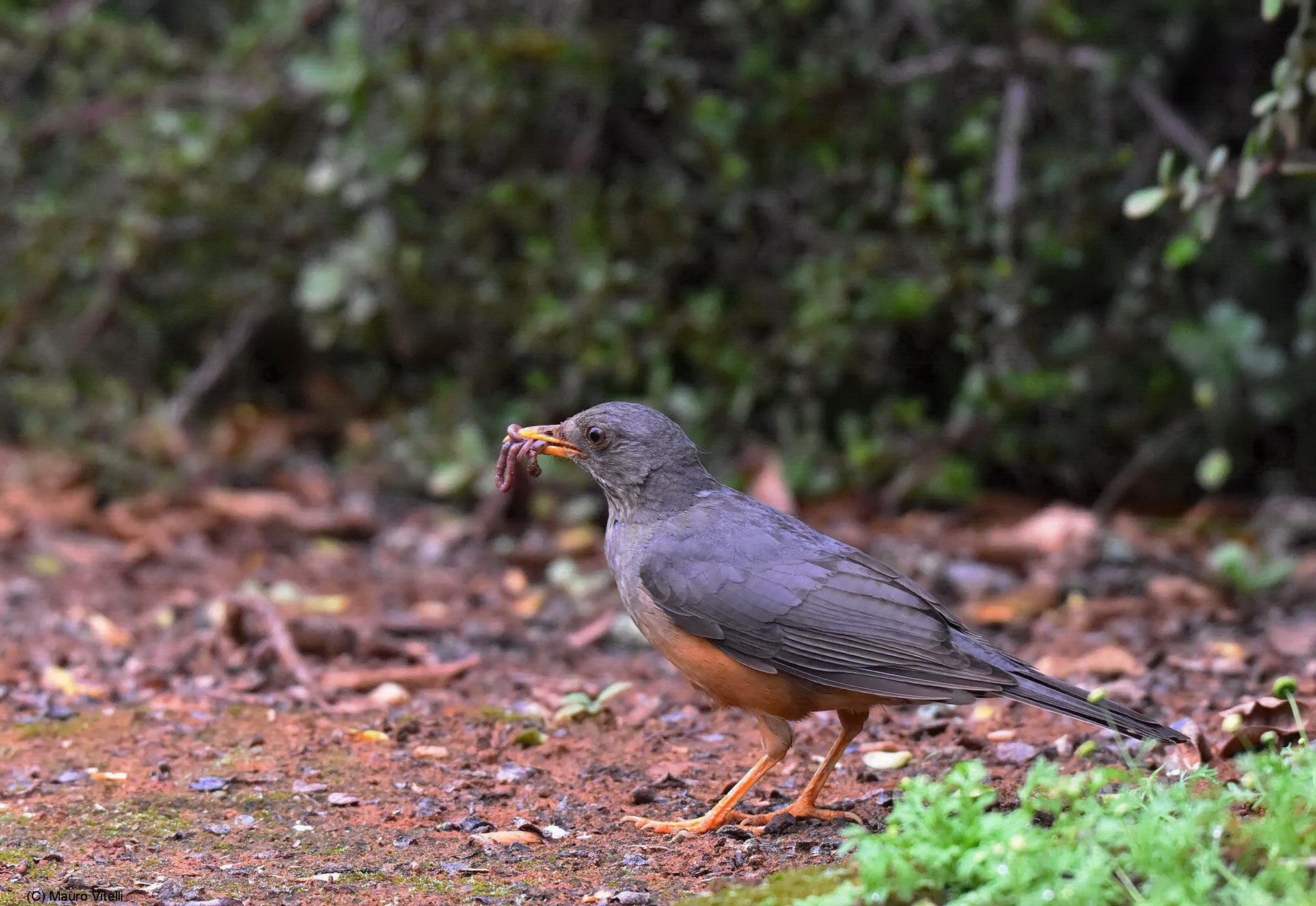 Olive Thrush (Turdus olivaceu)