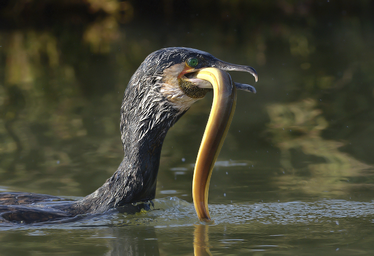 (The greedy) Cormorant with eel, lagoon of Orbetello