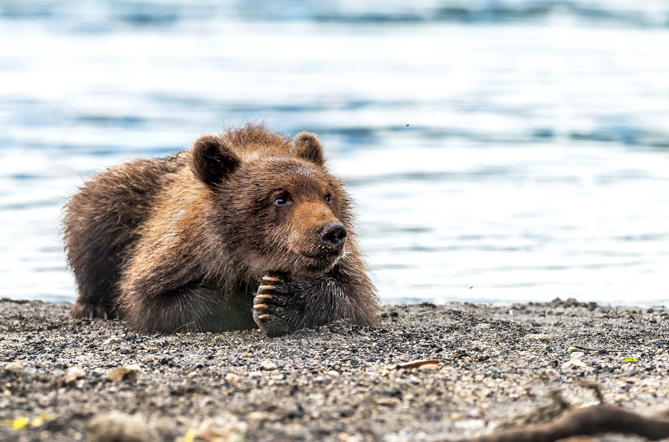 Kamchatka 2016 - Cub