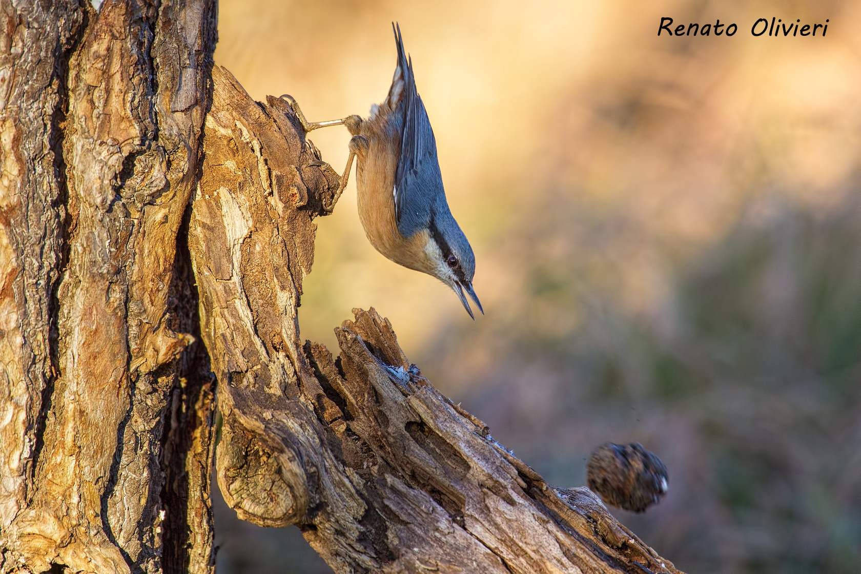 nuthatch