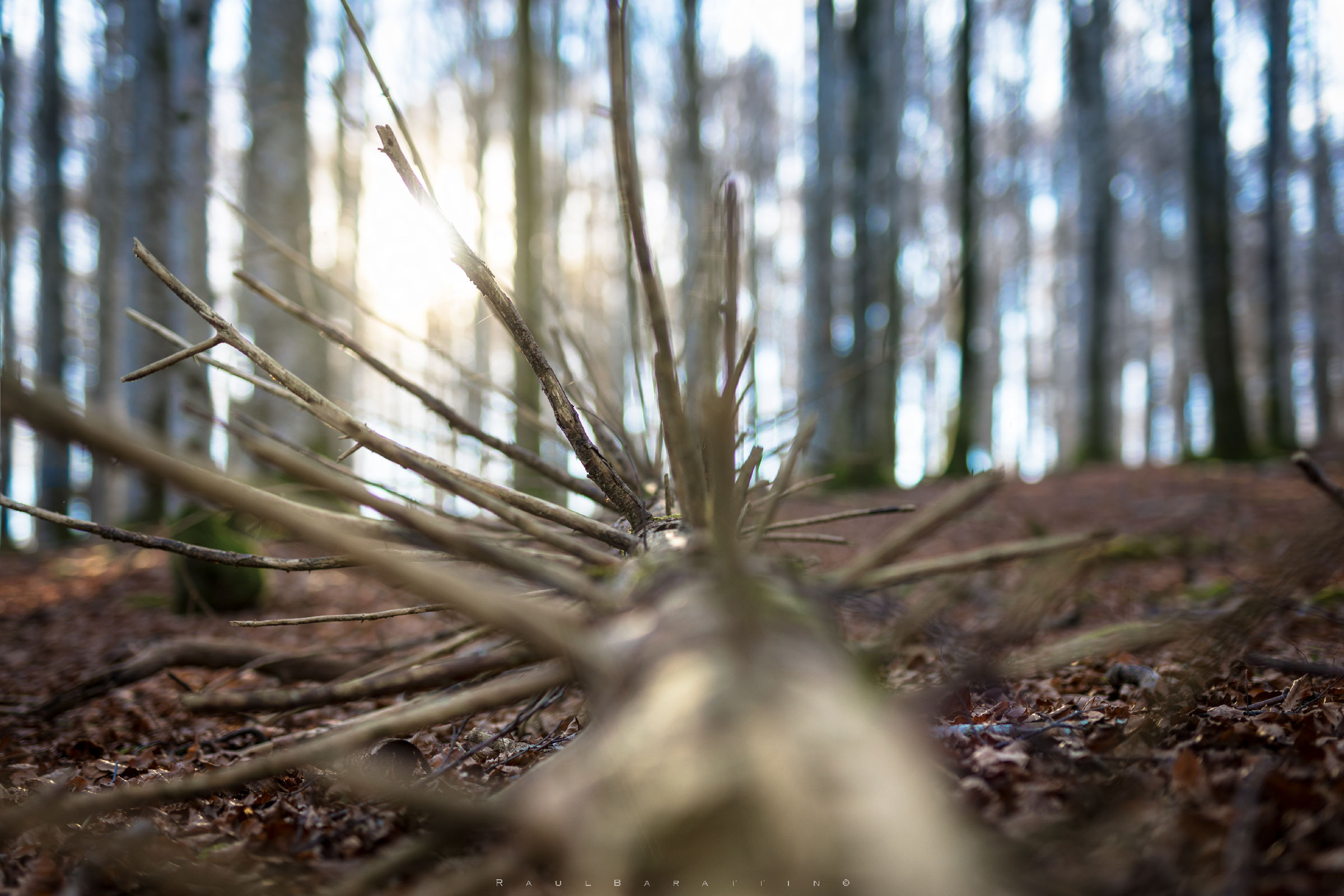 In the bed of leaves