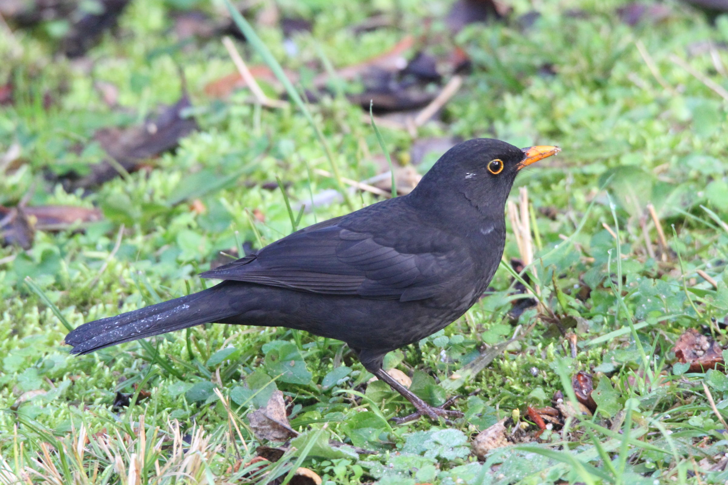 Also like the blackbird