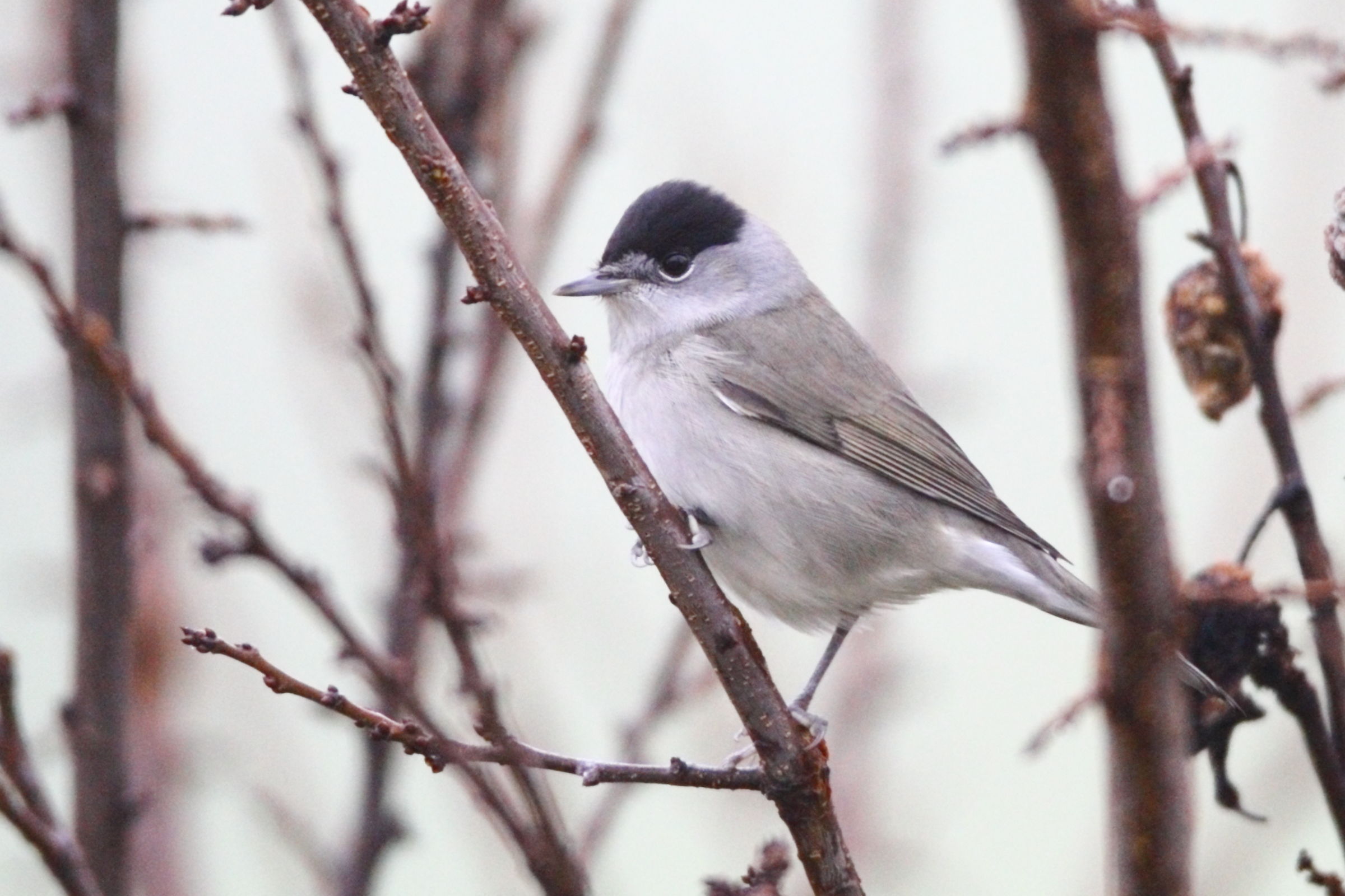 Blackcap in the fog