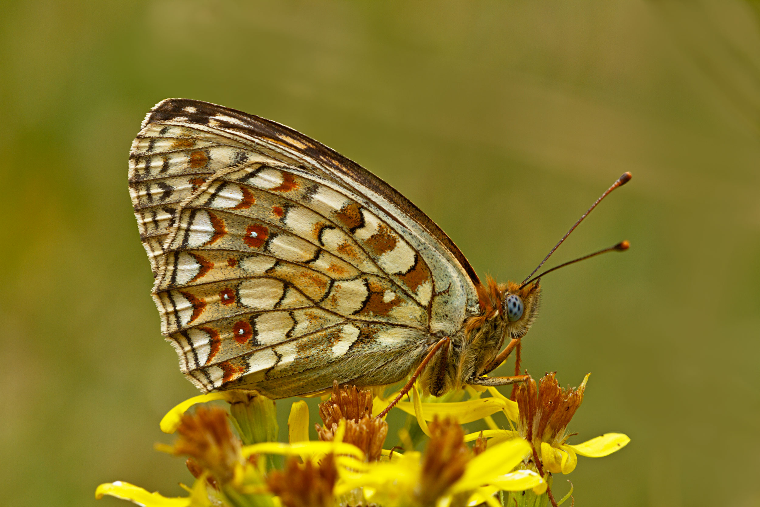 Argynnis Niobe