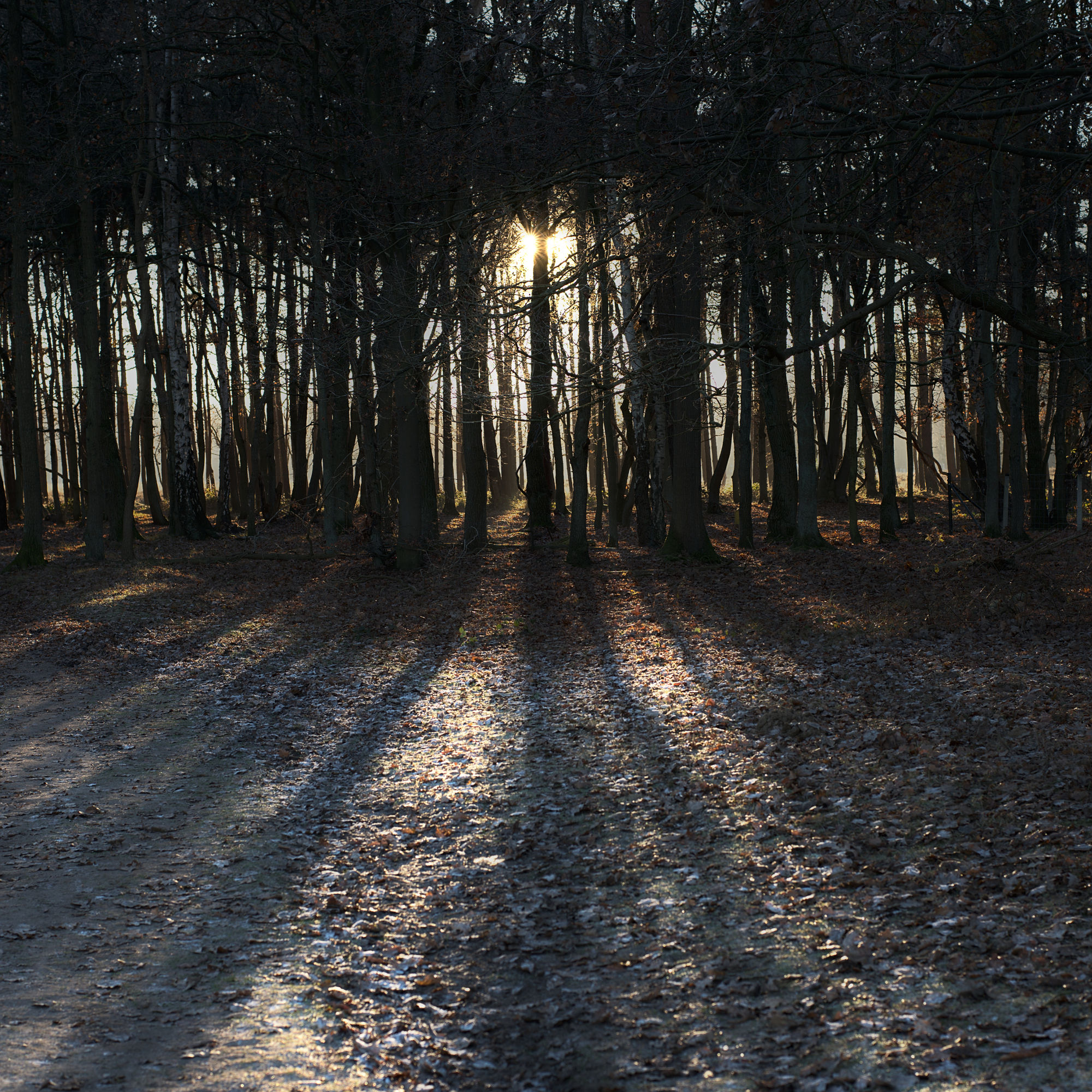 long shadows .... night become