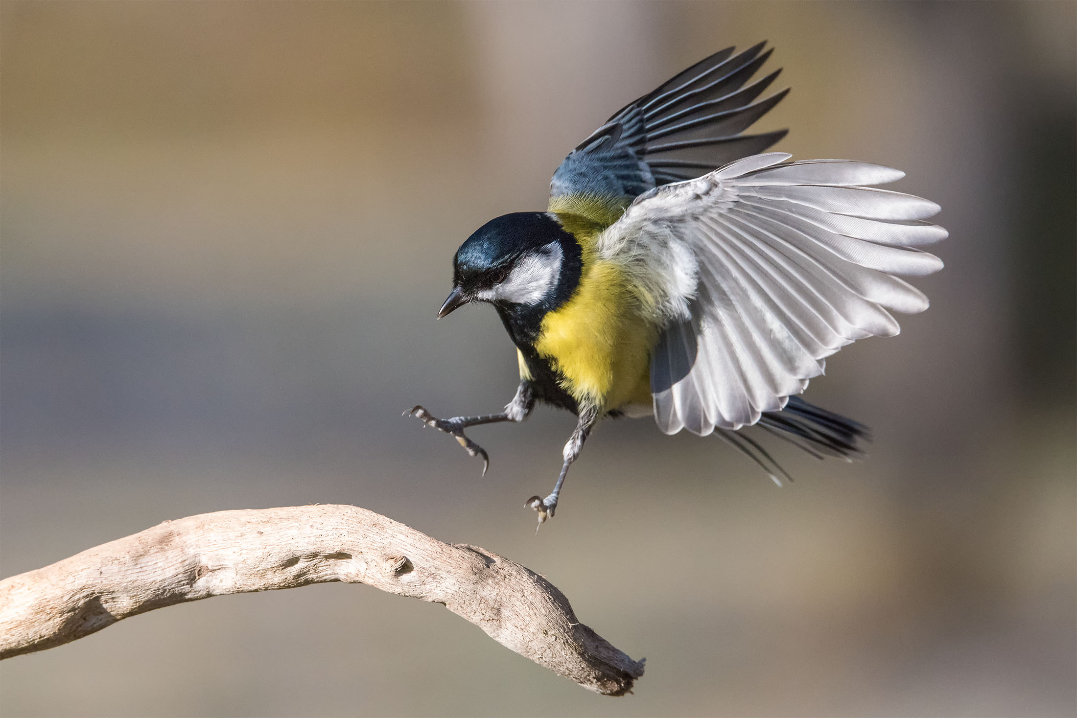Atterraggio con carrello