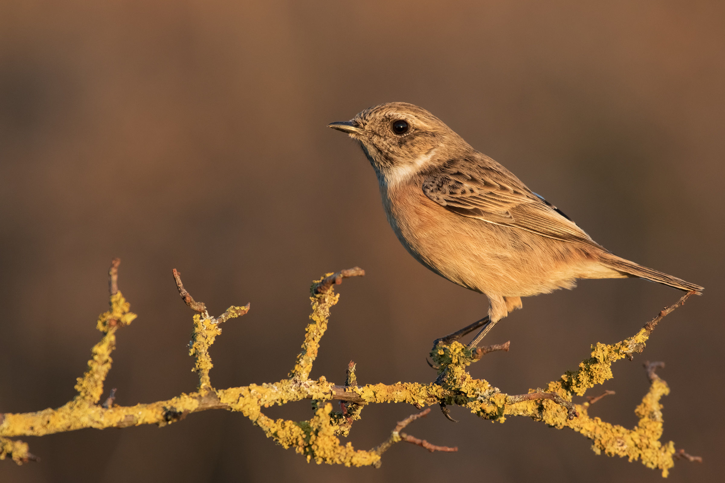 Saltimpalo (Saxicola torquatus) (f)