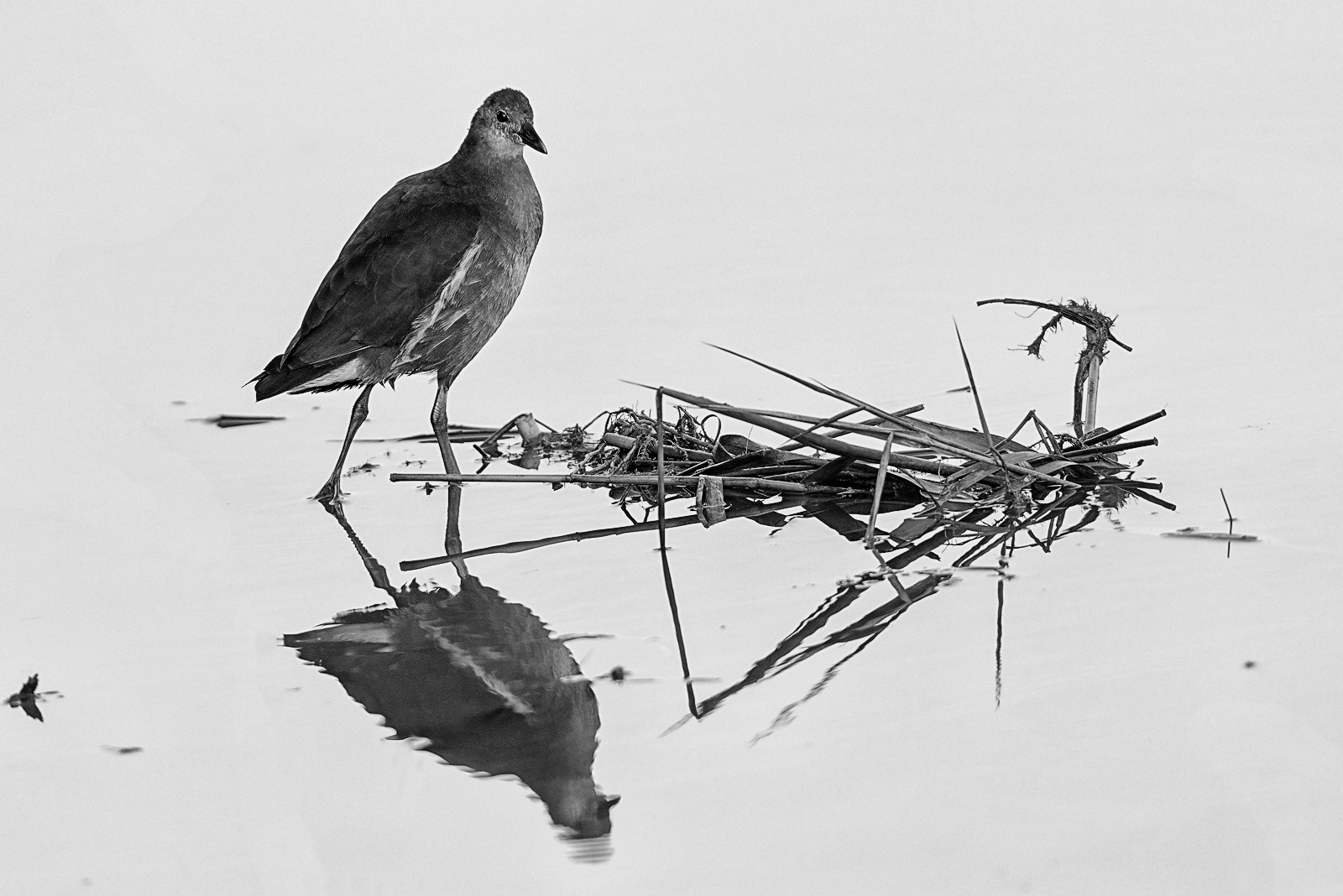 Gallinella in B&W