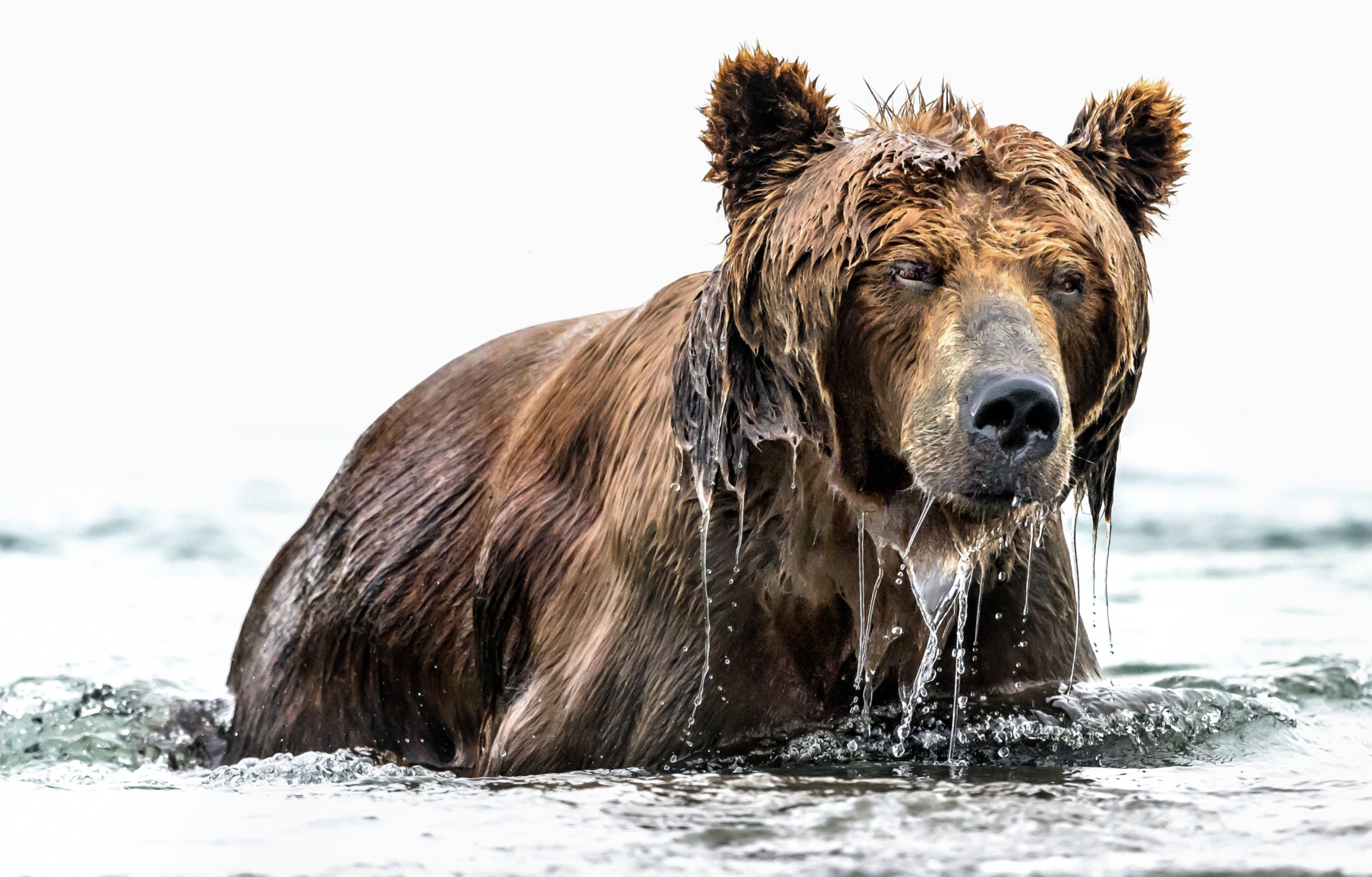 Kamchatka 2016 - Emersione