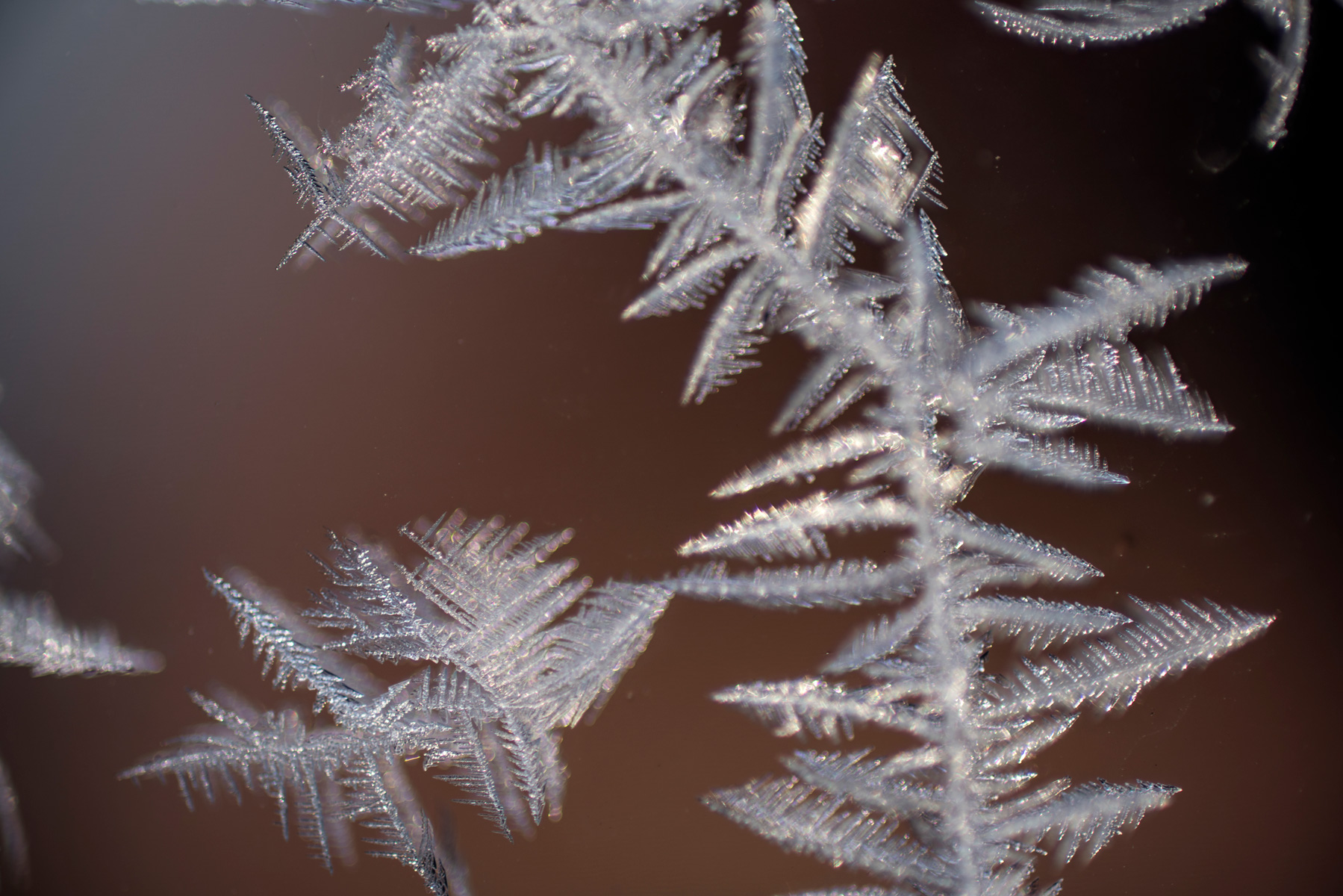 frost crystals