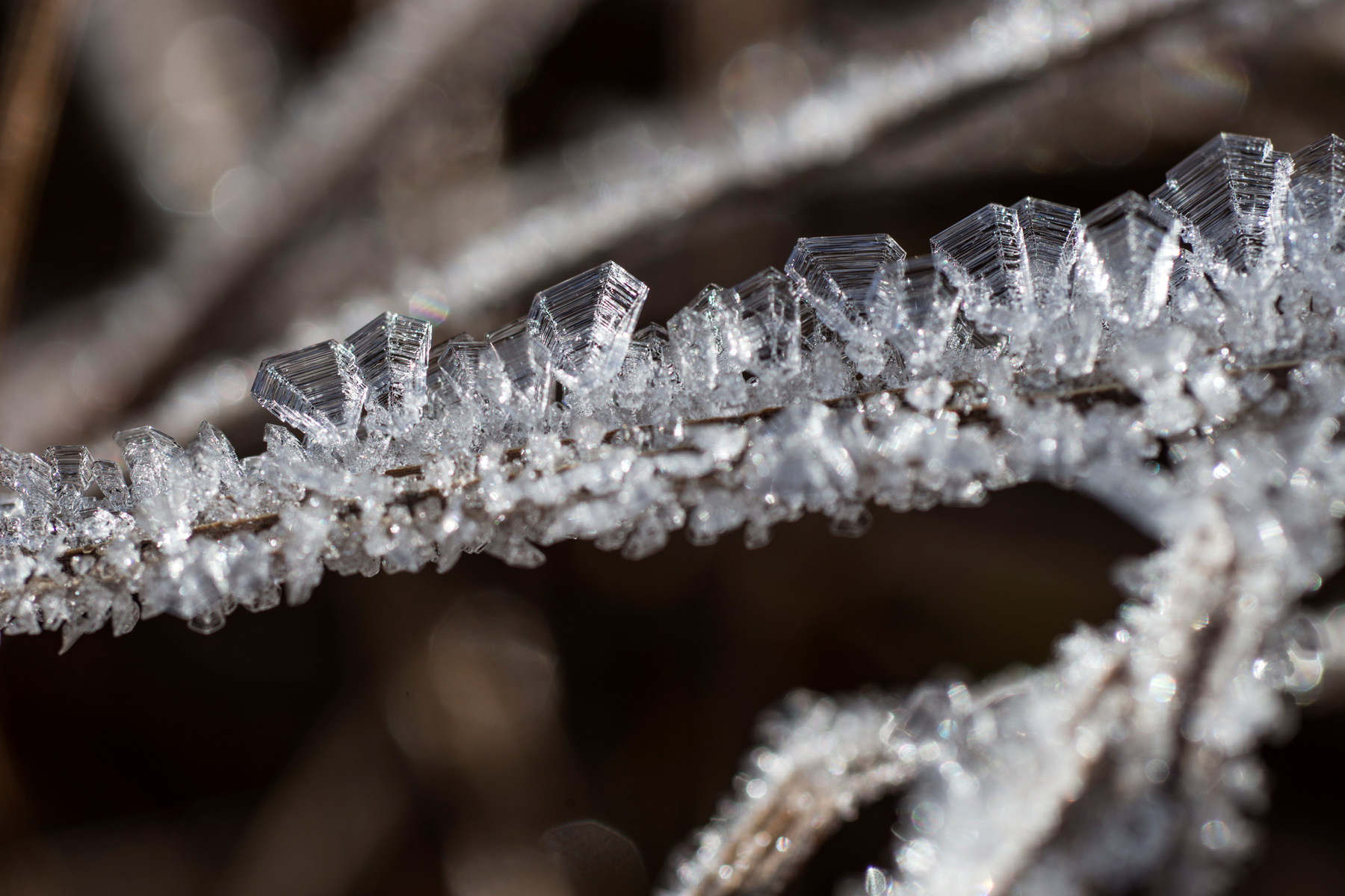 frost crystals