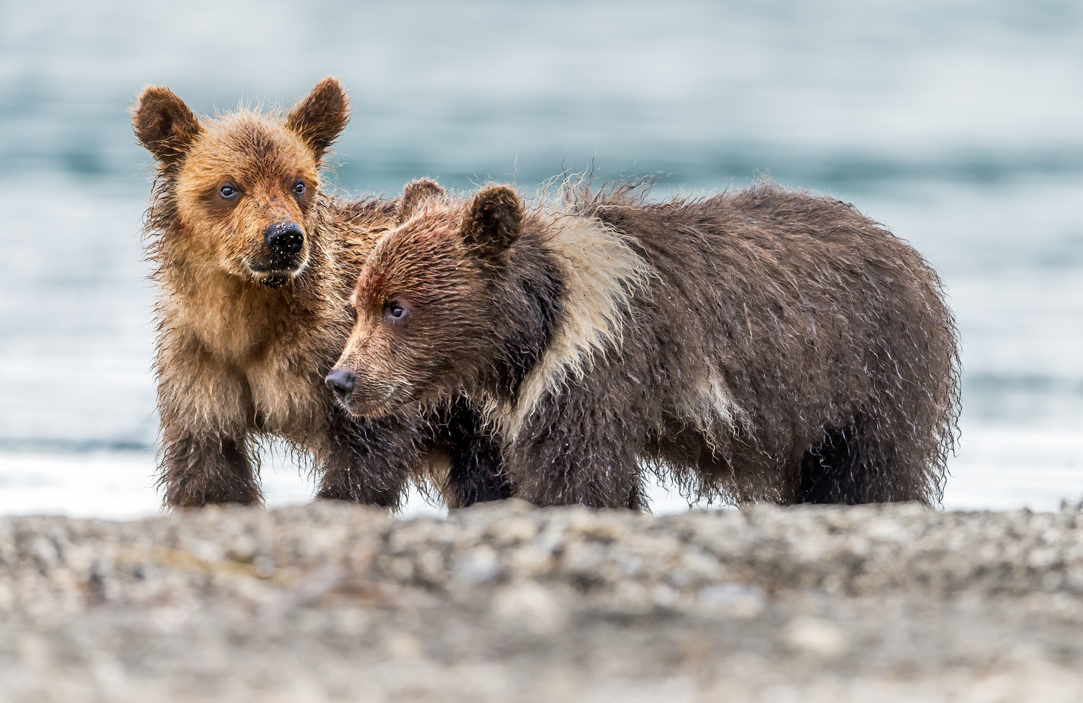 Kamchatka 2016 - Cubs