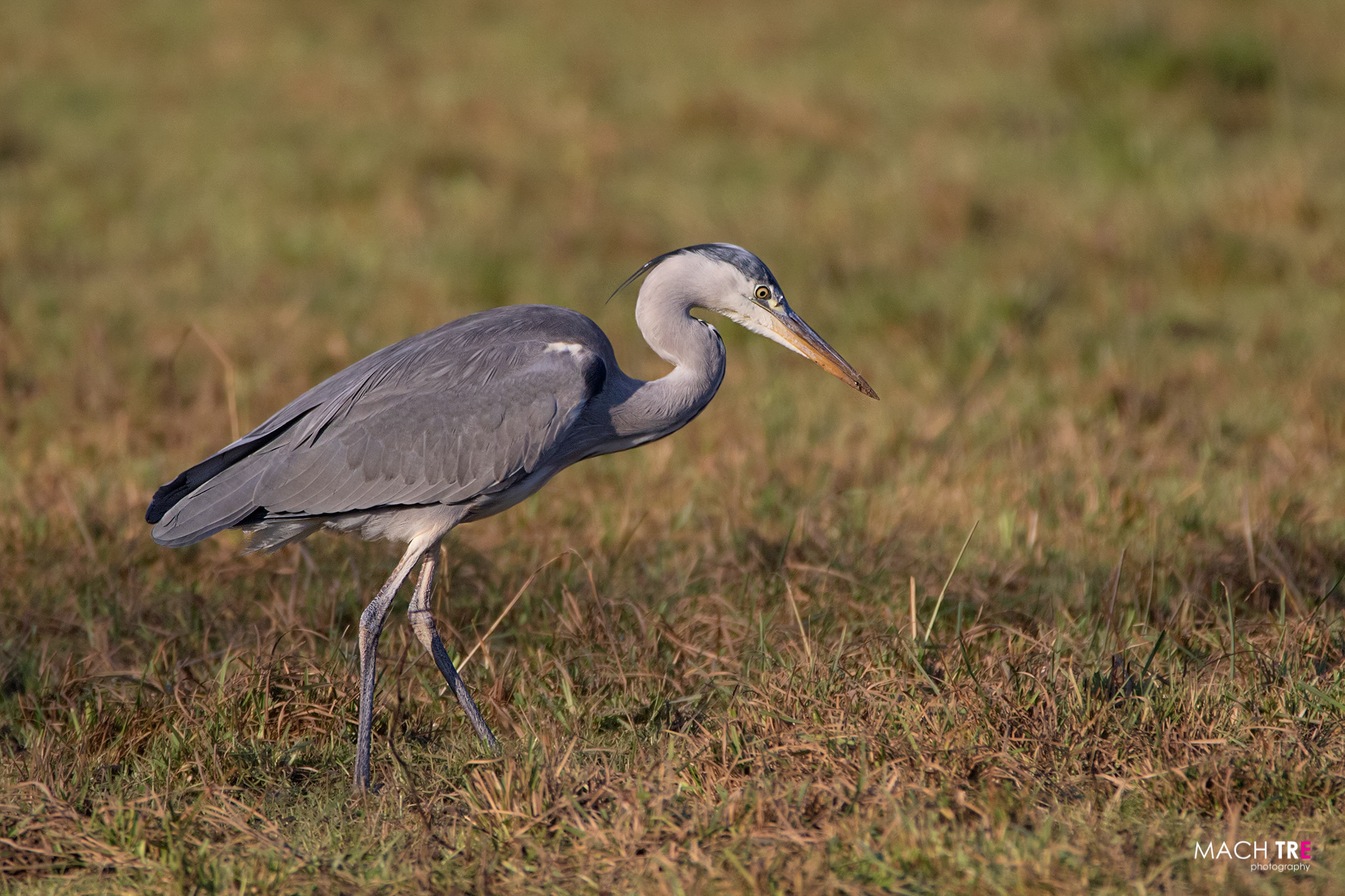 Airone cenerino (Ardea cinerea)