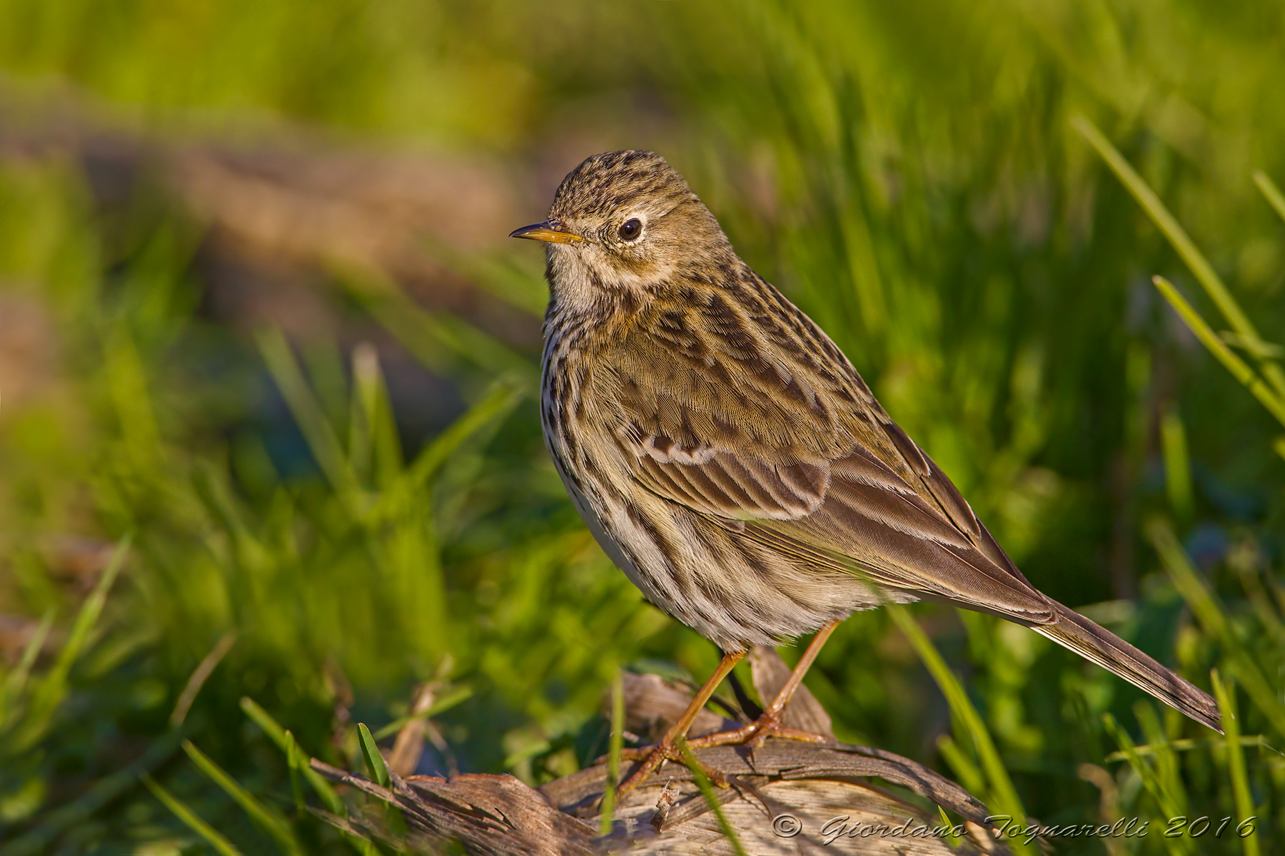 Pipit