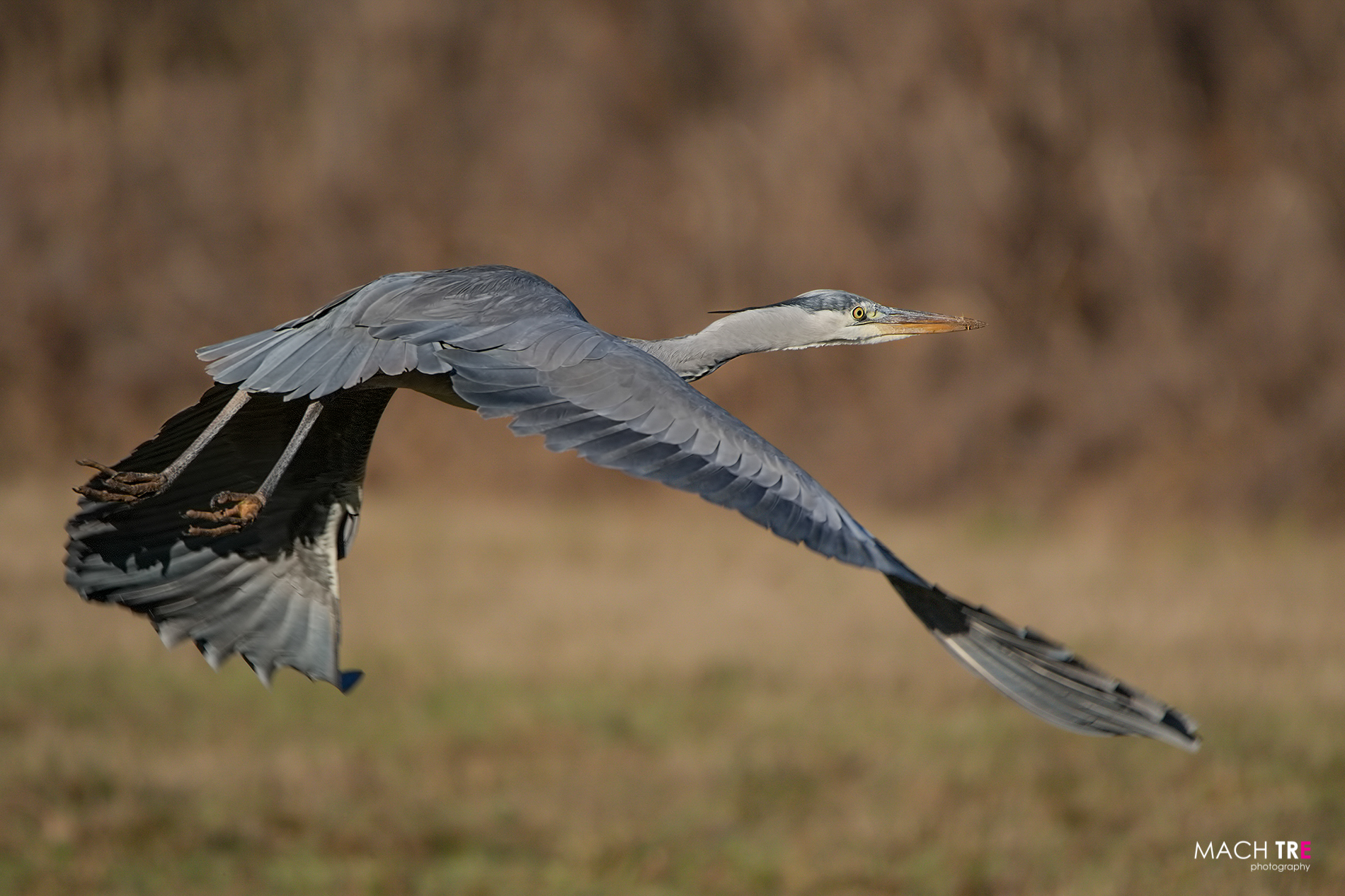 Airone cenerino (Ardea cinerea)