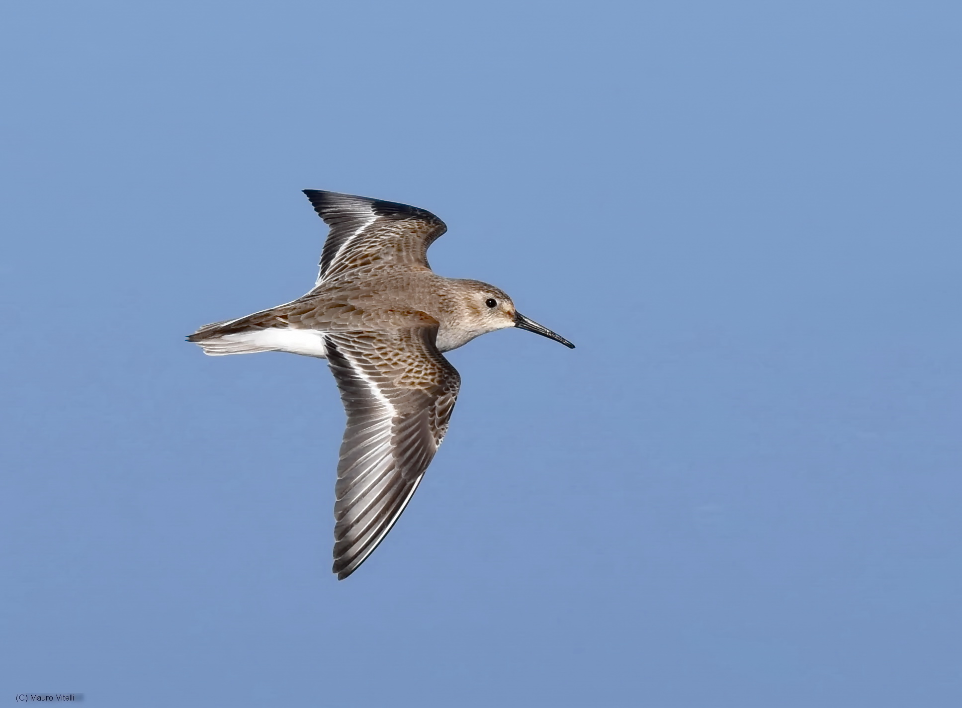 The flight of the Little Stint
