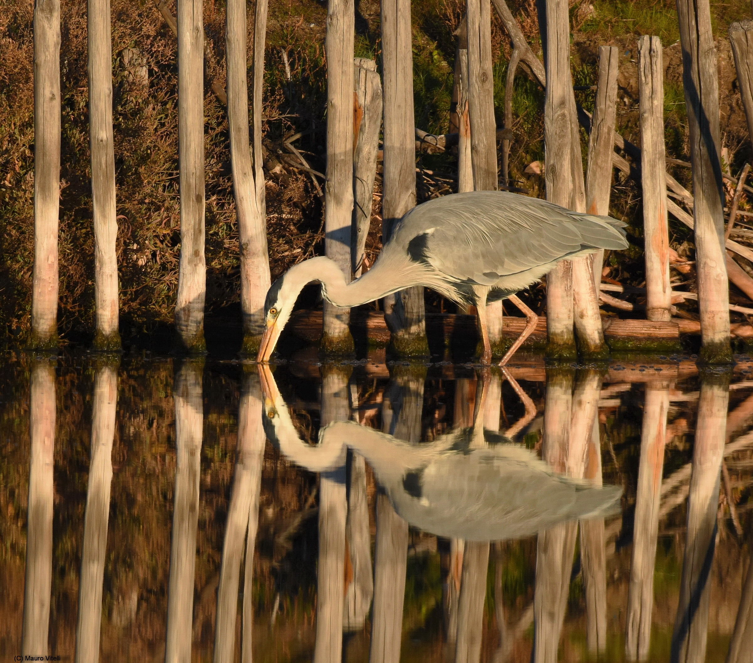 The sunrise and the Heron