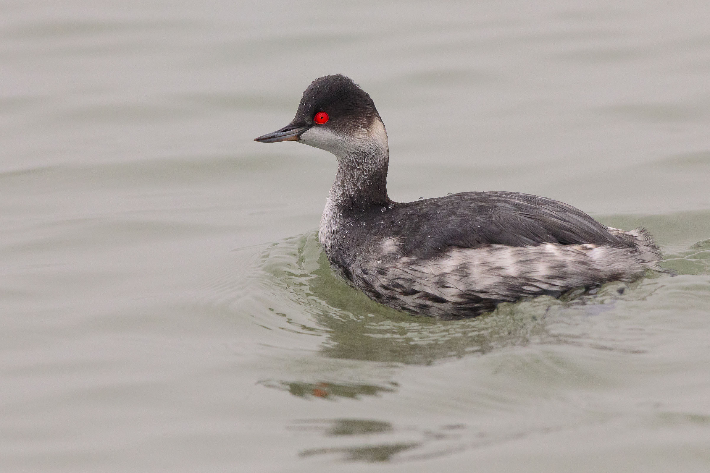 grebe less