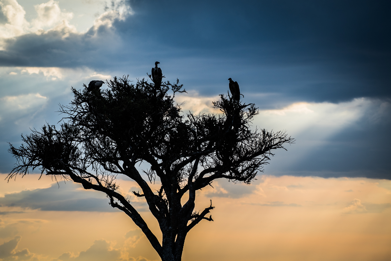 silhouette vultures