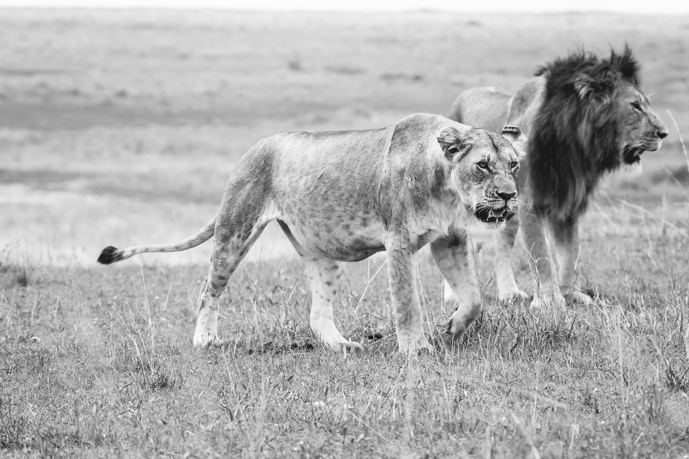 always command them !!