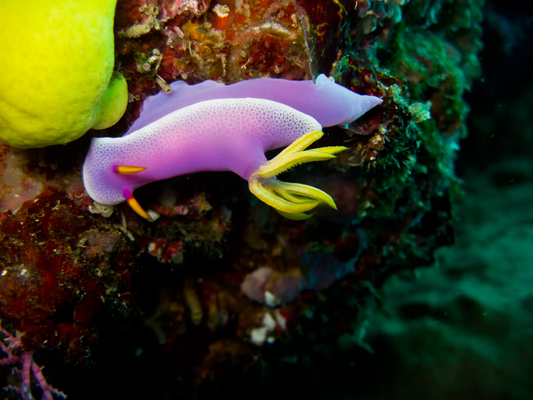 Nudibranco, Hypselodoris apolegma Robe Hem Hypselodoris