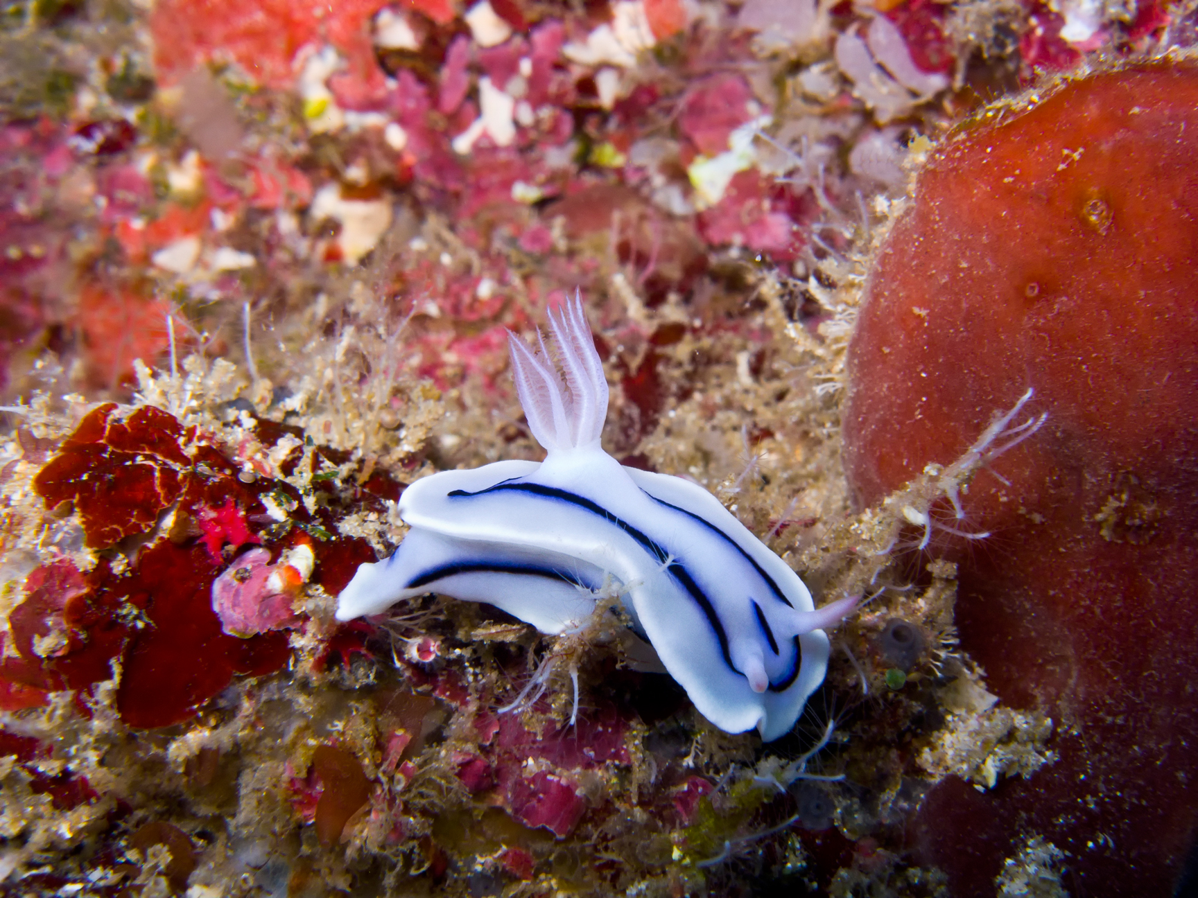 Nudibranco, Chromodoris lochi, Chromodorididae