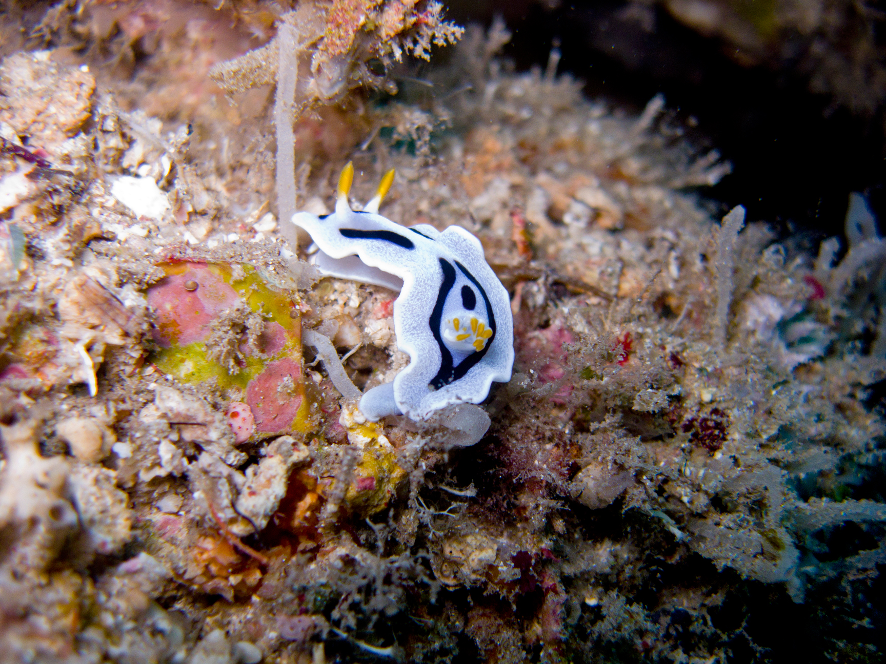 Nudibranco, Chromodoris di Diana (Chromodoris dianae)