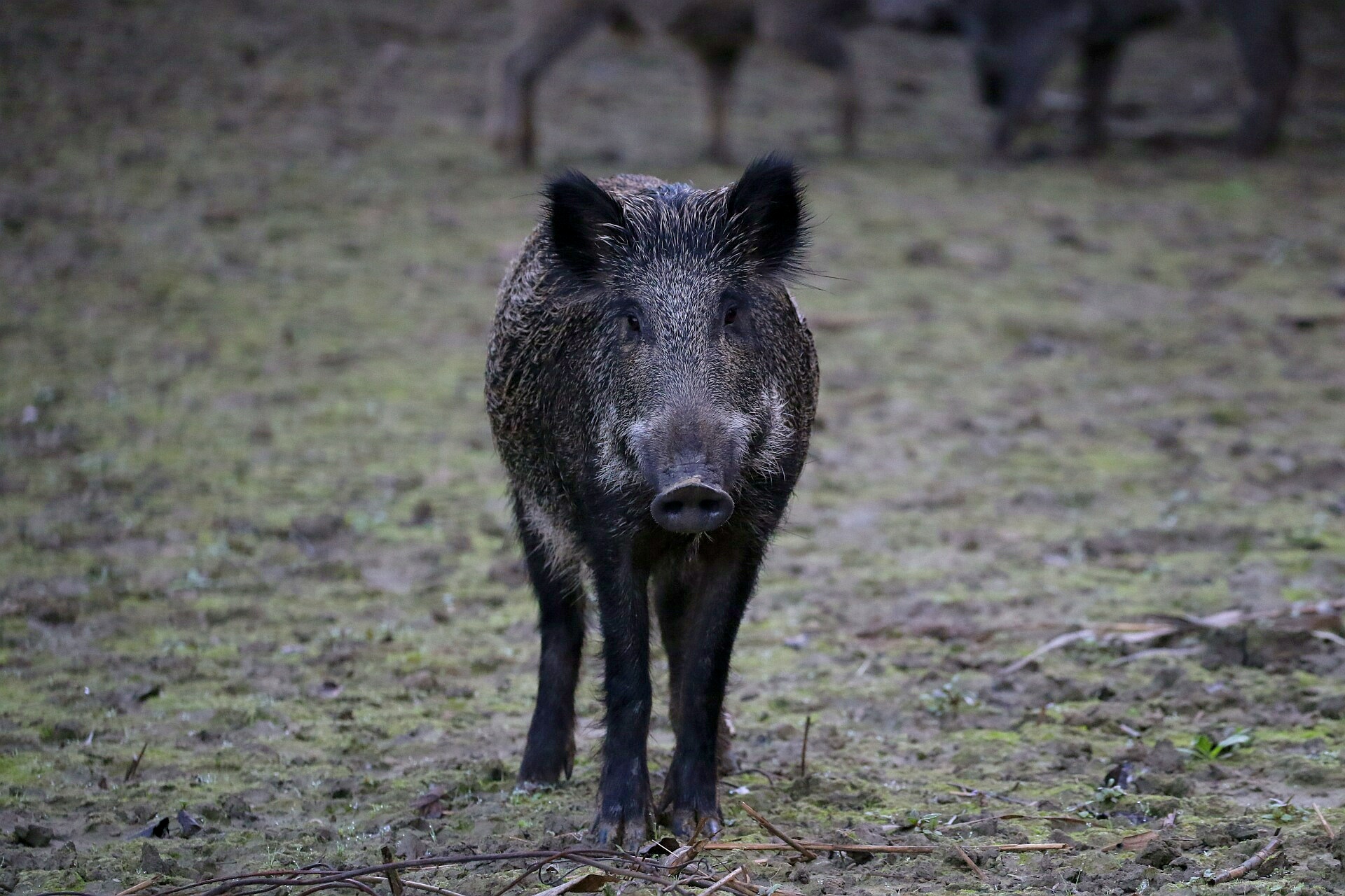 Incontro ravvicinato