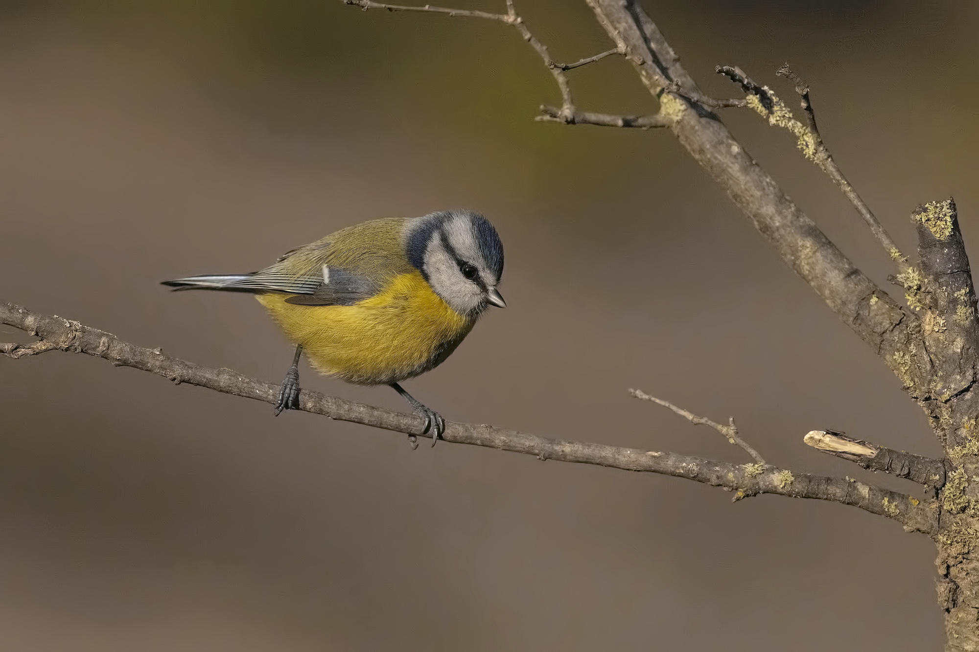 cinciarella a 12800 ISO