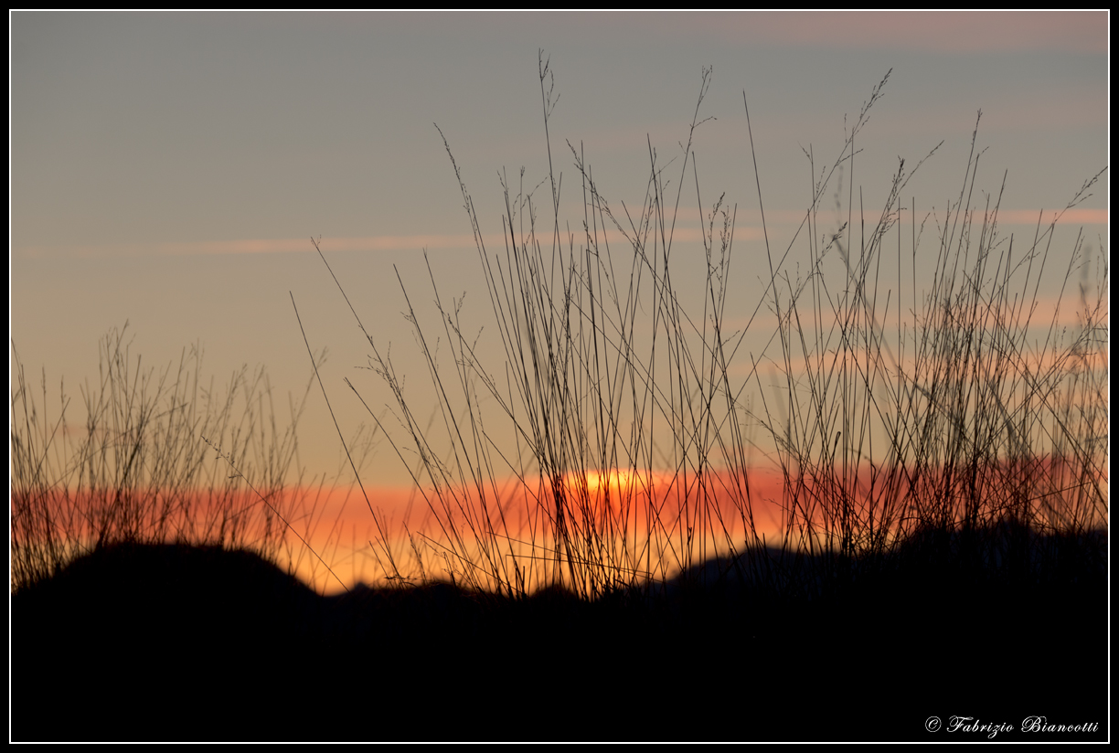 Tramonto tra i fili d'erba