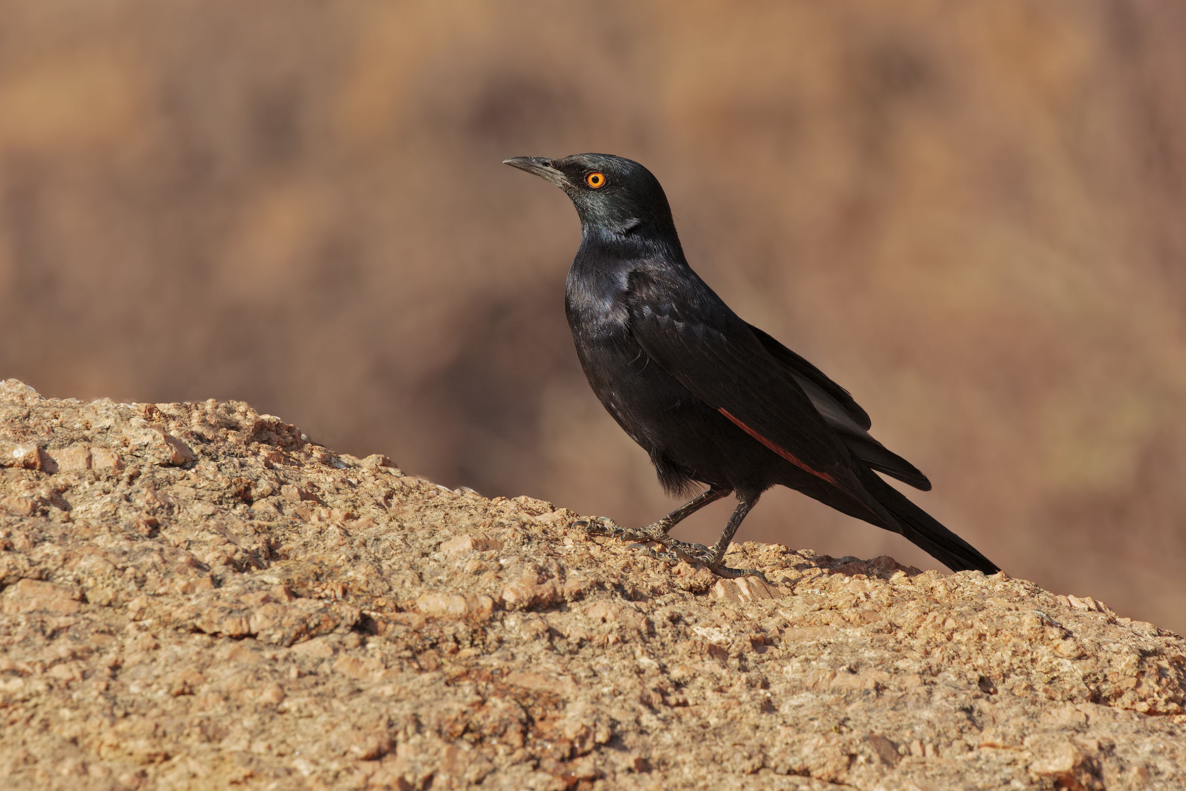 White-winged starling