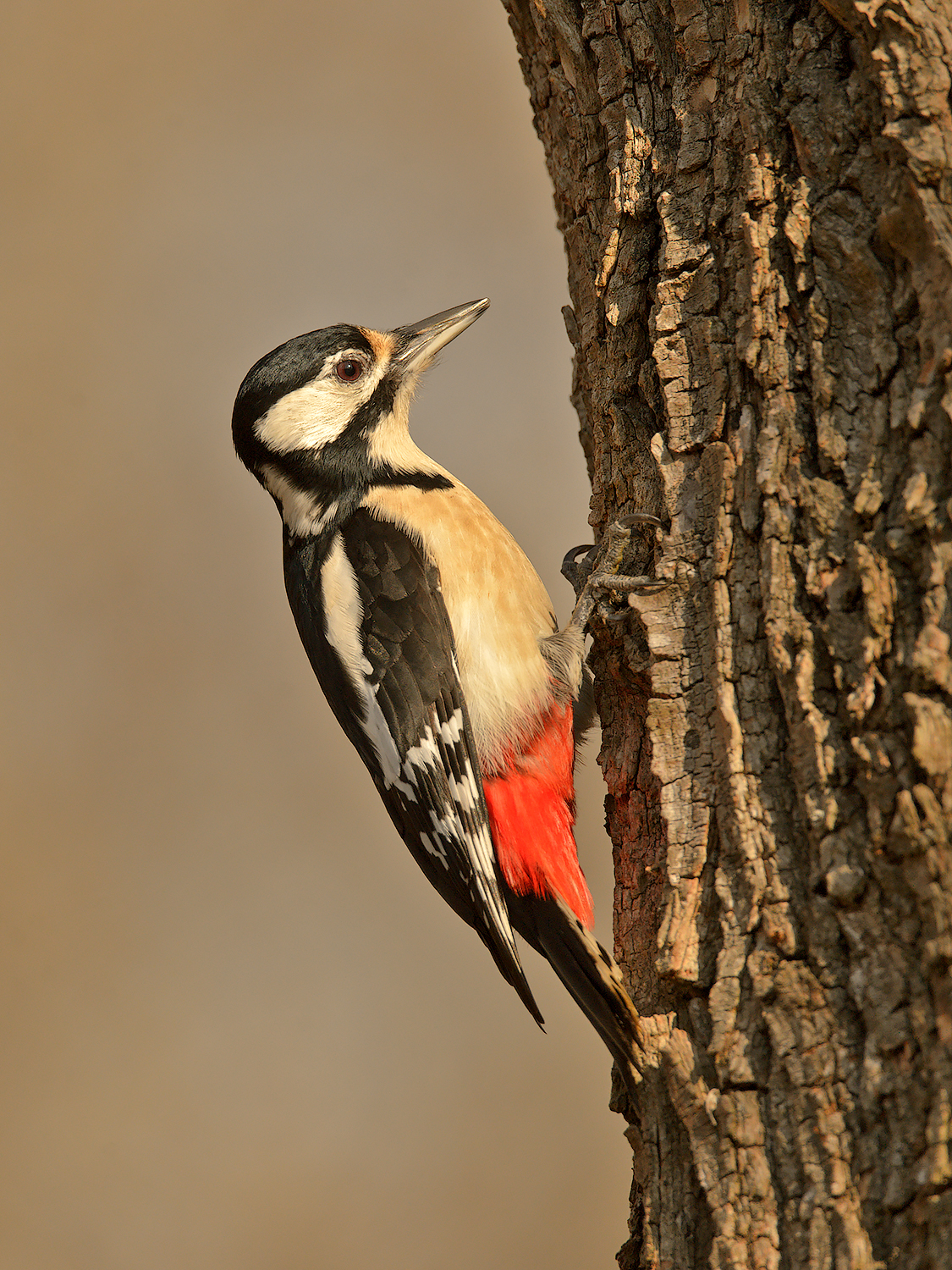picchio rosso maggiore