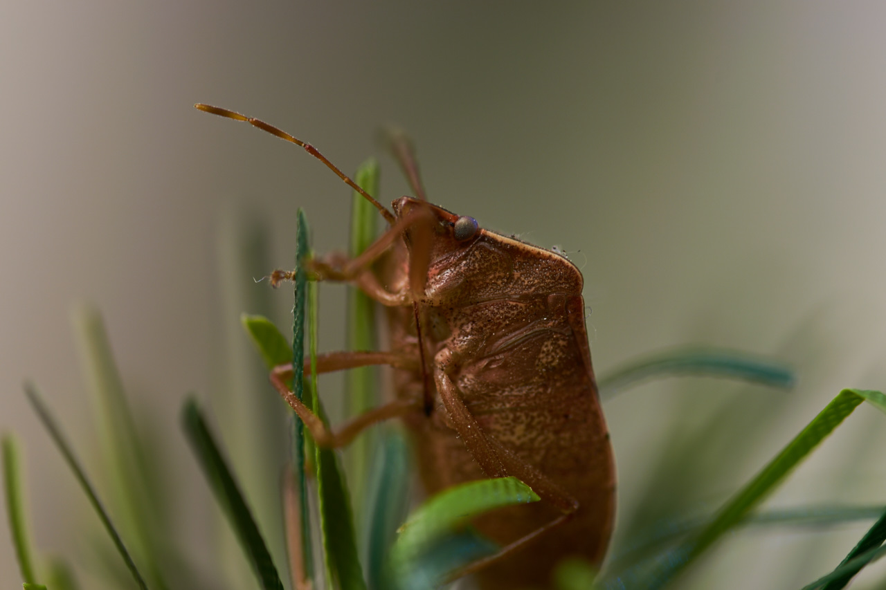 Pentatomide impolverato