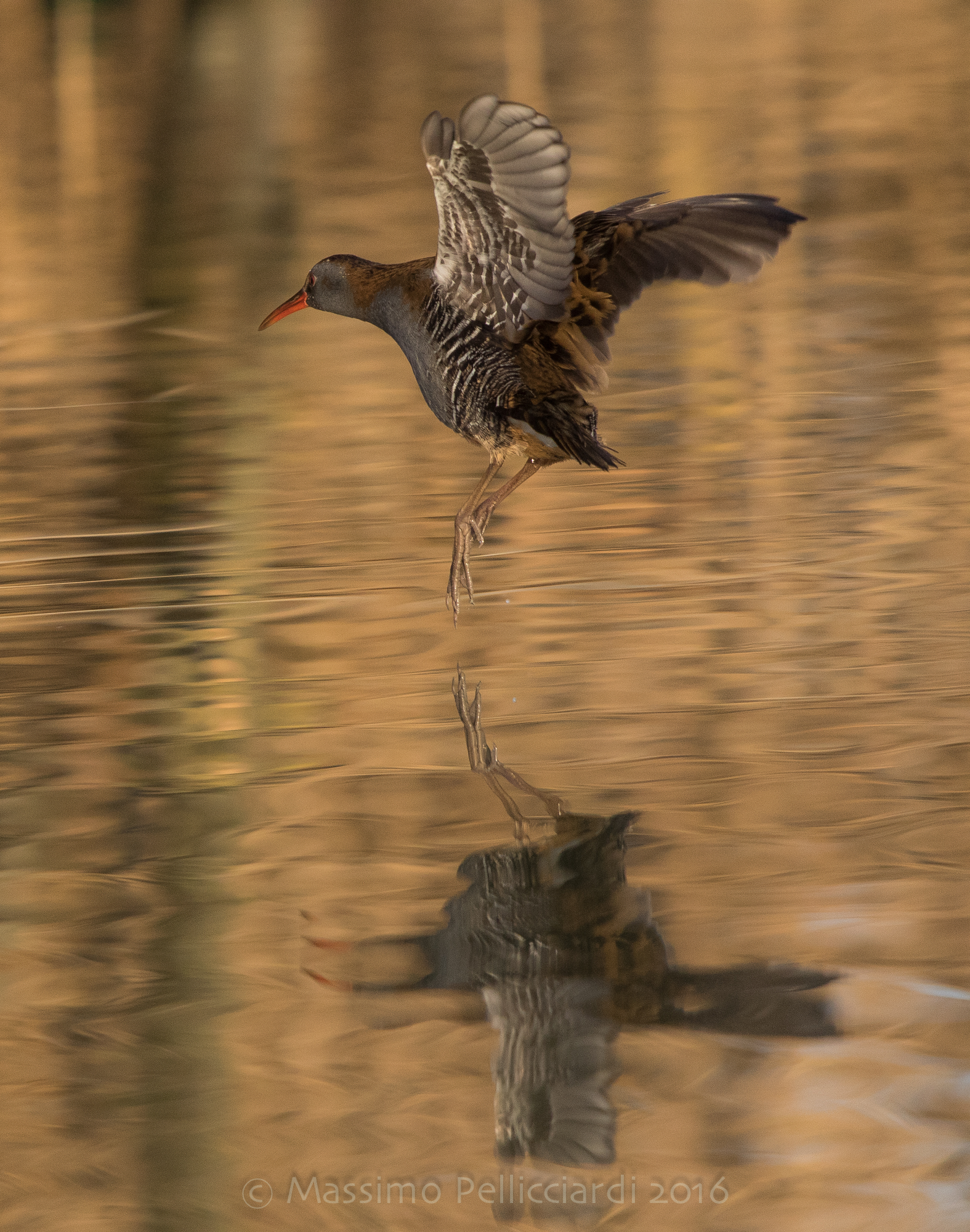 il volo nell'oro del porciglione