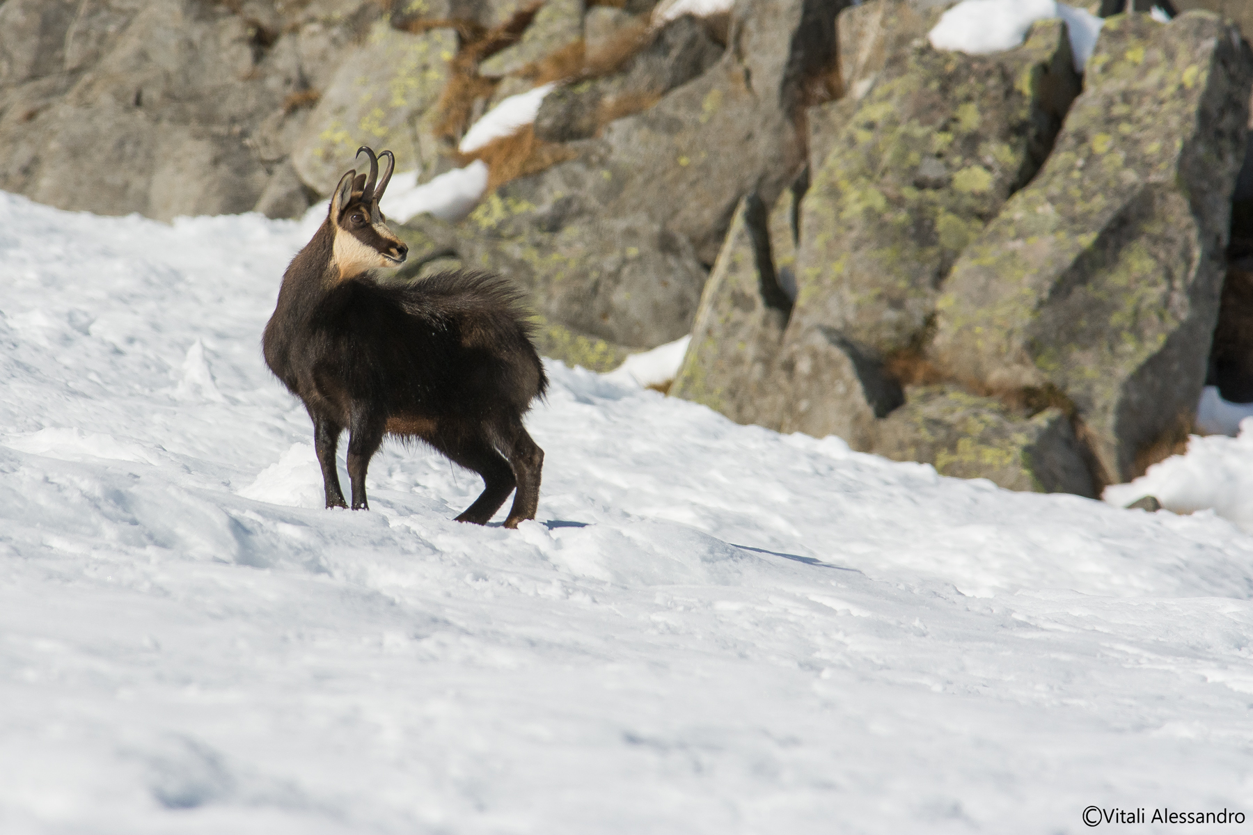 Chamois