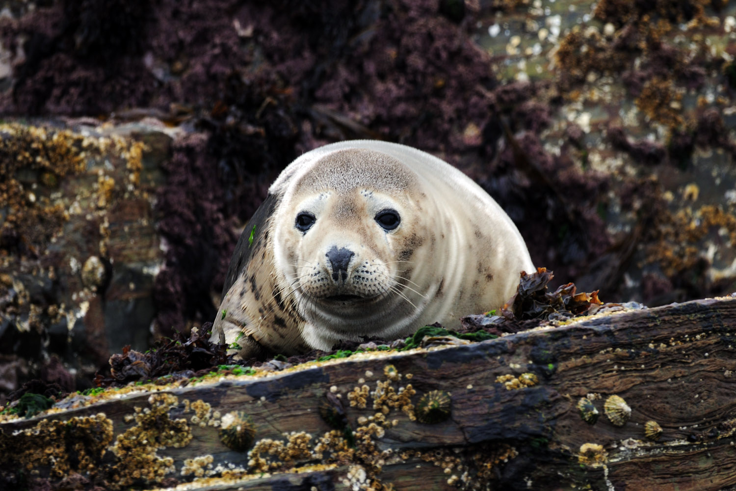Gray seal, Orkney