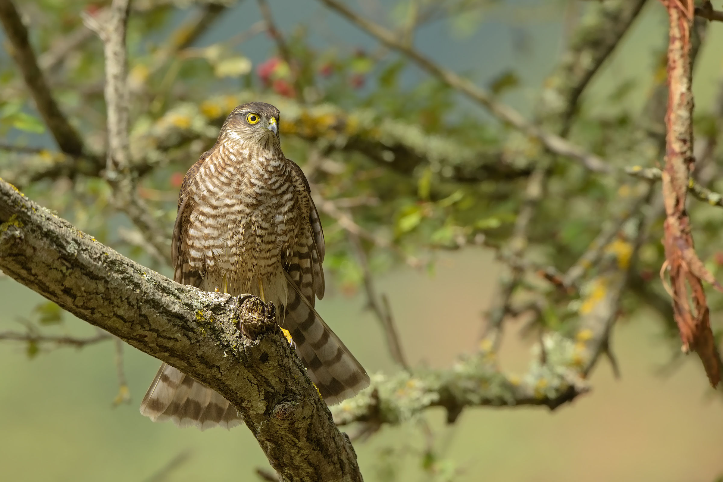 the sparrow hawk and the scorteccio