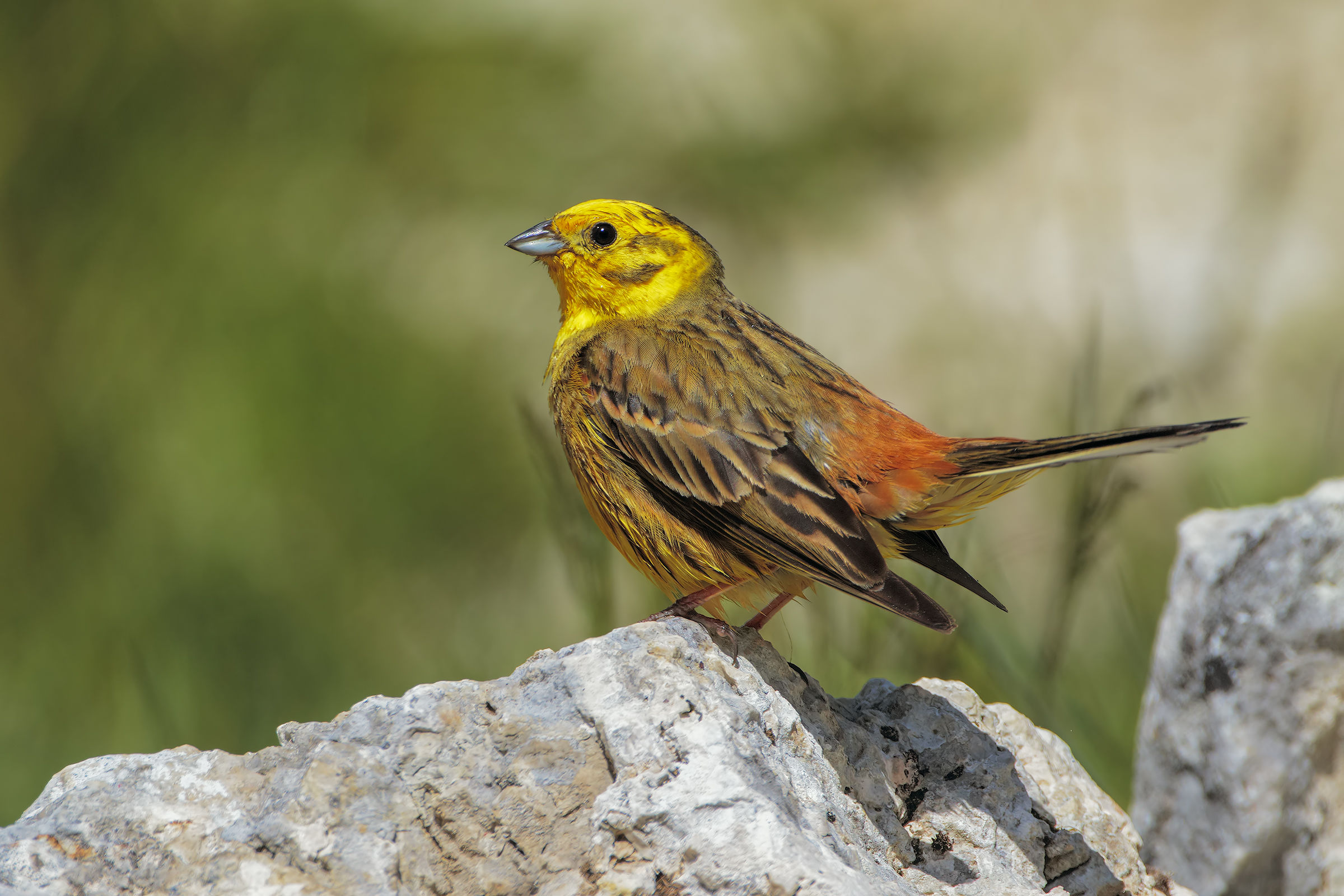 Yellowhammer