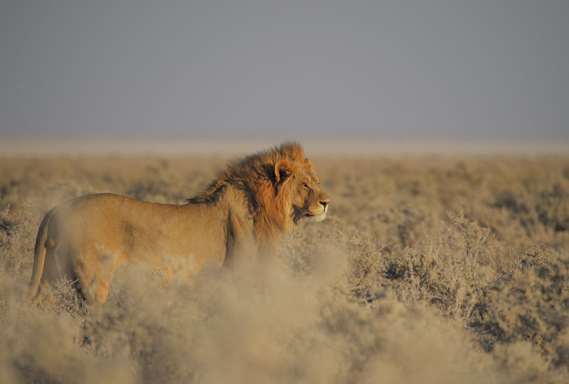 The dawn of the Lion