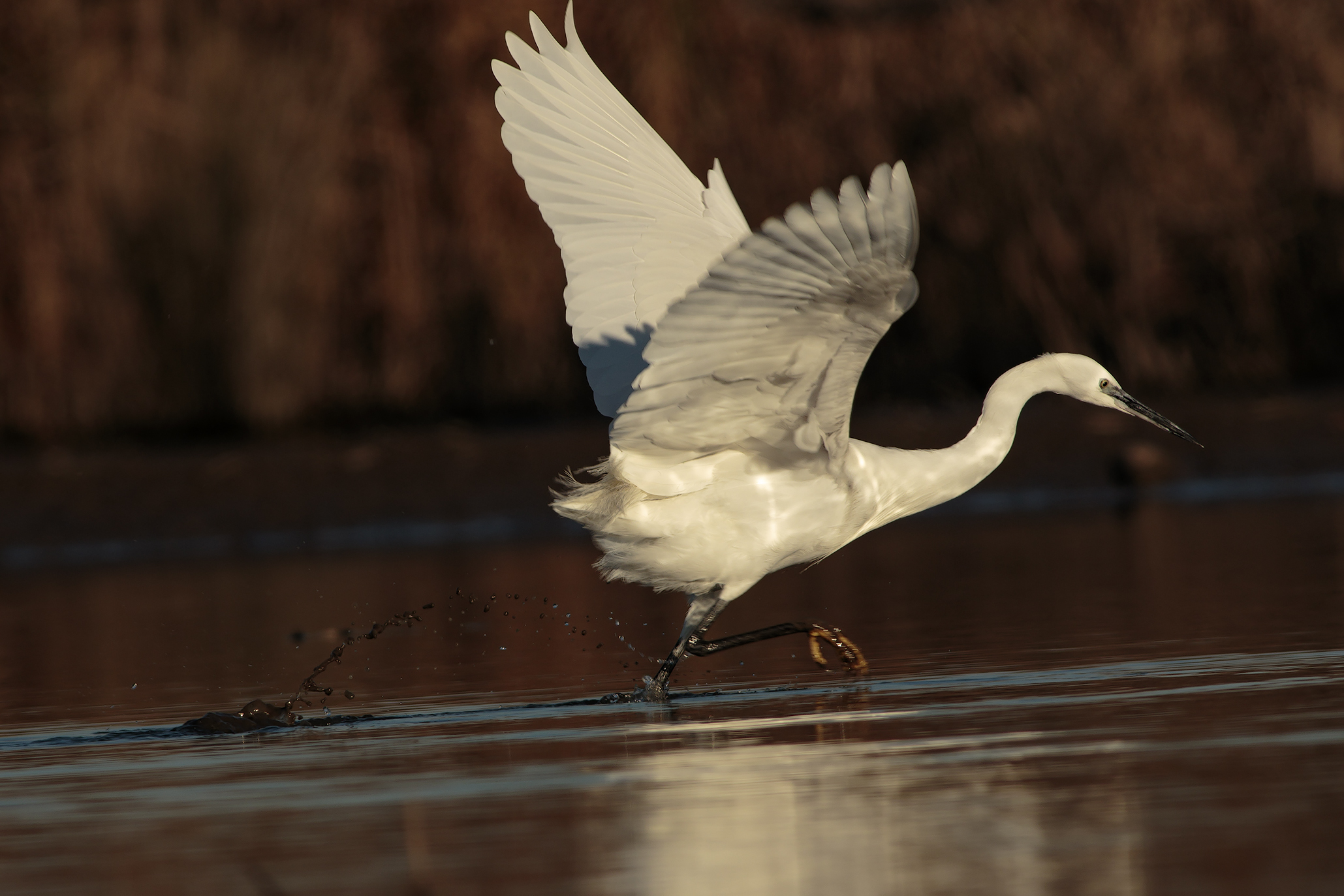 egret