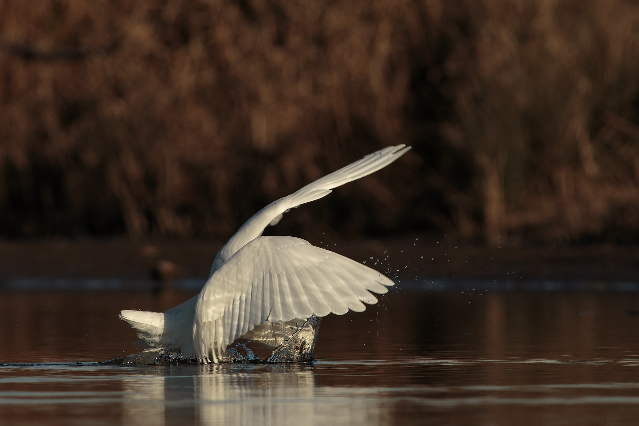 egret
