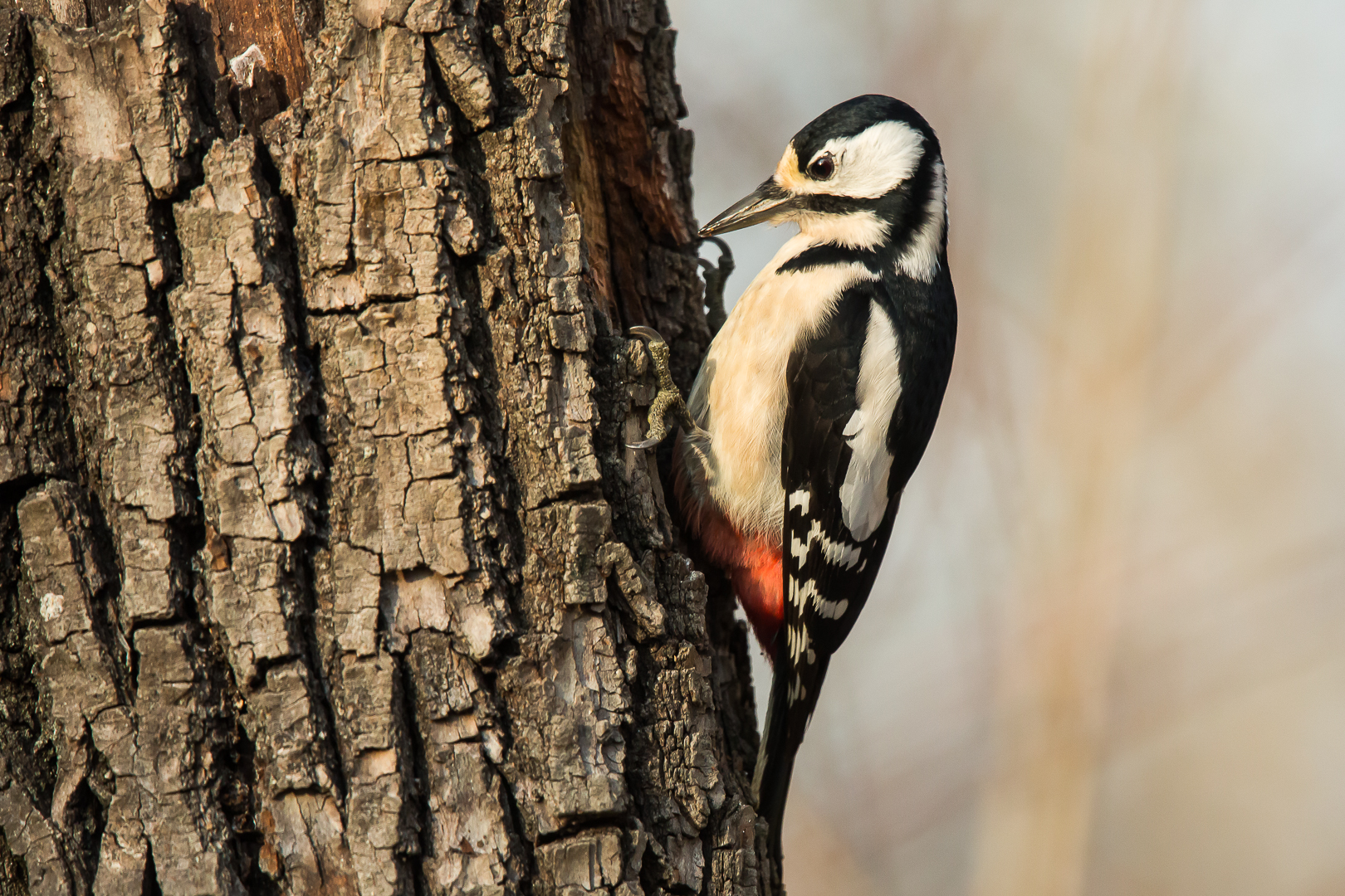 great spotted woodpecker