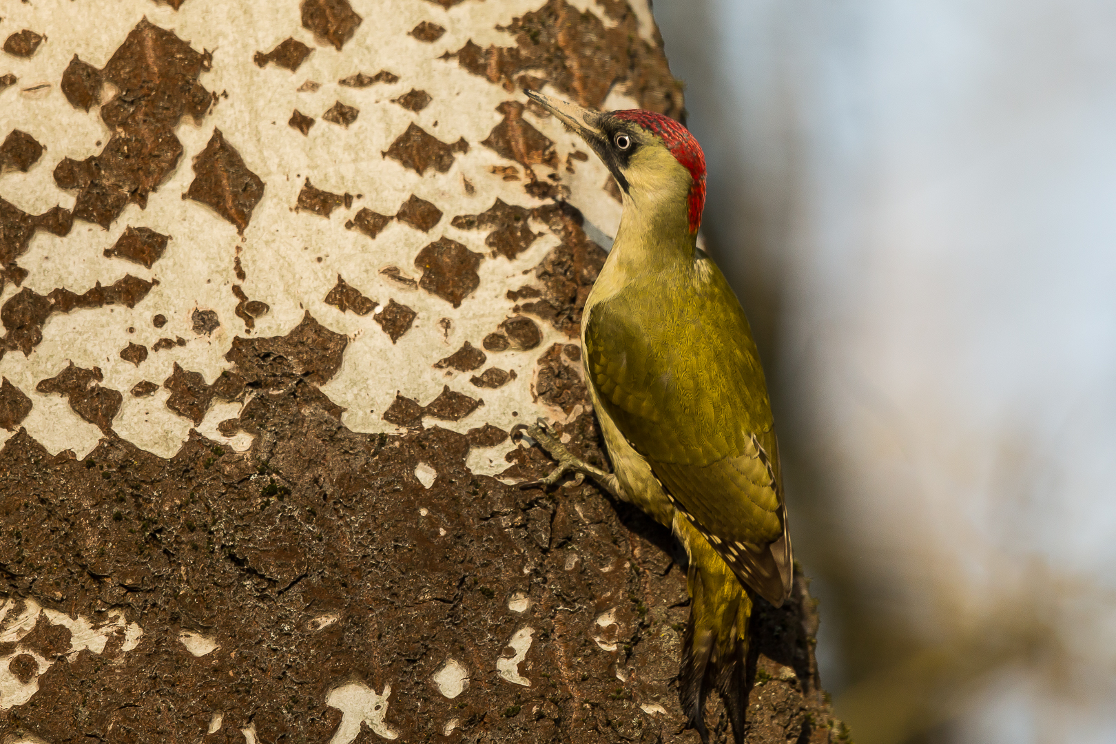 green woodpecker